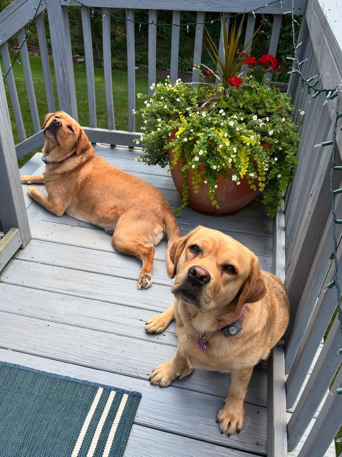Missing these two adorable girls!! Last week, I had an amazing sleepover with Bonnie and Maggie 🐶🐶, enjoying some well-deserved girl time (sorry Cudi)!
I love me an anxious pup 🤪, so it was crucial to let Bonnie approach me at her own pace. She bl