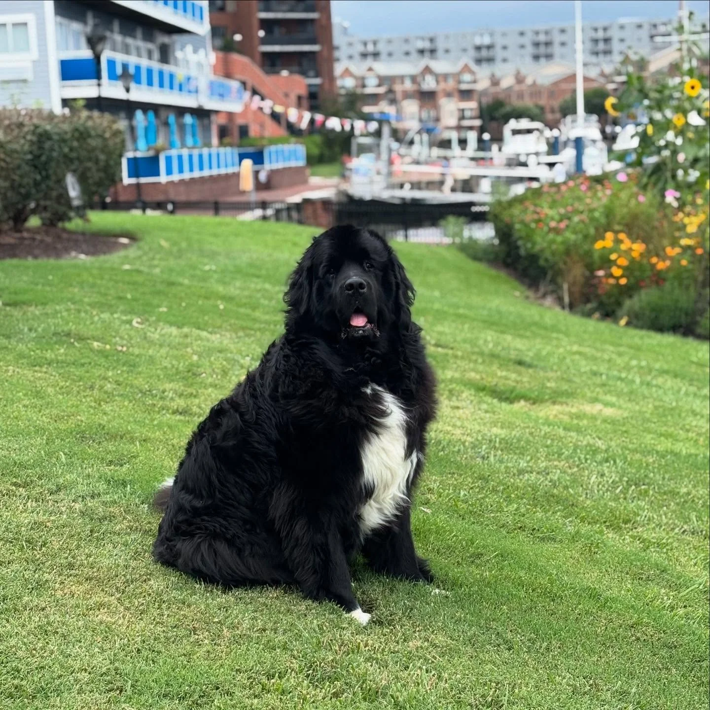 So majestic. 

Happy Friday from Teddy 🤗

#cudiscaninecrew #newfiesofinstagram #petcare #petsittingpro #baltimorepets