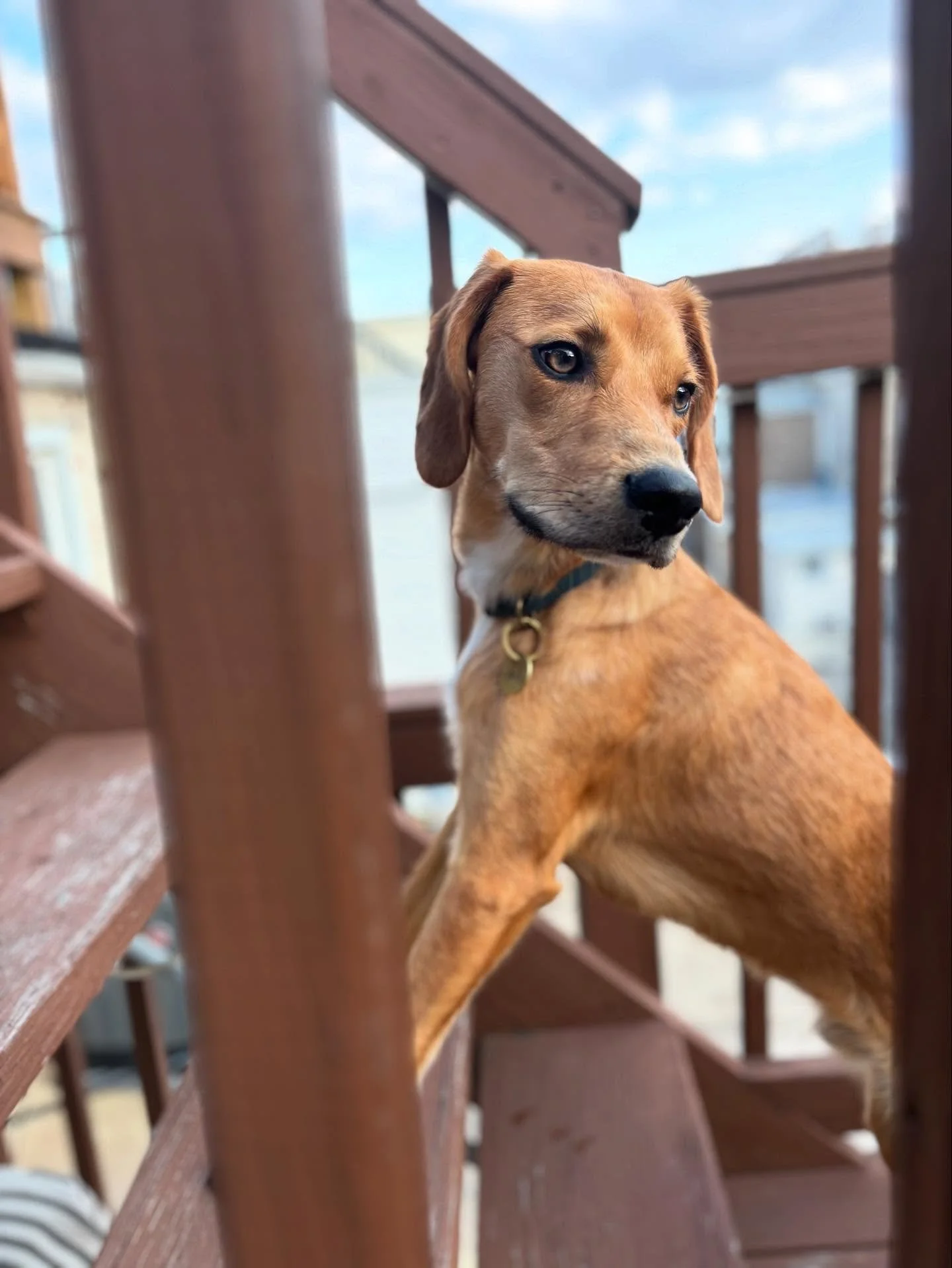 Cudi told me that he misses Oakley 😝 

This handsome pup spent a week at Cudi&rsquo;s Casa while his humans were away 🏖️ We all had so much fun, I think Cudi spent the following week catching up on sleep 🤣 

Puppies are a specialty here, after fos