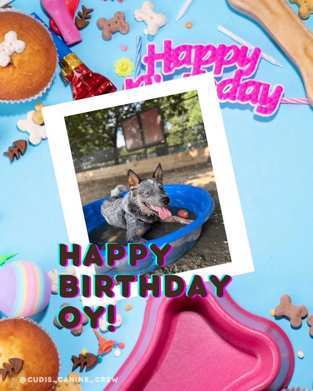 Our only August birthday pup&hellip;Oy!! 🥳
Little man turned ONE yesterday (sowry)! 🎉🐶 

From walking him with a broken leg as a puppy to now, Oy, you have driven me crazy in all the best ways 😝 love you boo boo 💕