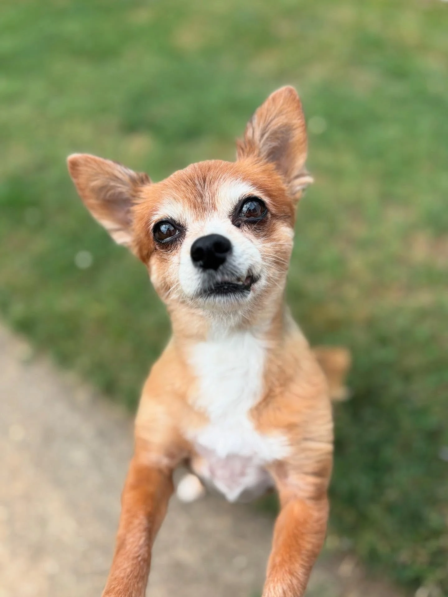 Had the sweetest few weeks with Miss Foxy while her family was off adventuring 🇬🇷🇬🇧✈️

At first, she wasn&rsquo;t so sure about me (even after a meet-and-greet) and preferred hanging out upstairs (totally fair, girl 👑). I knew I could gain her t