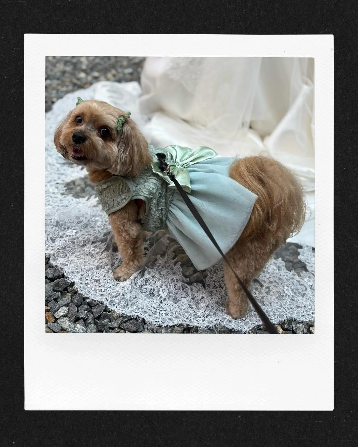 I recently had the privilege of caring for adorable Quinn 🐶 while her family celebrated their special day 💒. Quinn is the bride's little bundle of joy, and this little girl couldn't take her eyes off her beautiful mom 🥰🥹. 
As an event planner, I 