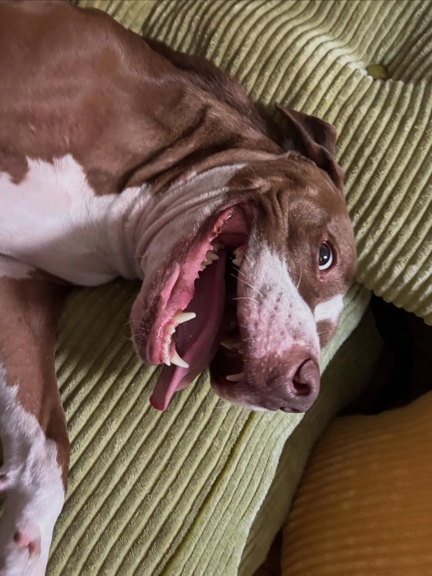 Reactive dogs can enjoy walks too!

Meet Chipotle 🌯, a sweet girl with a past who needs extra love and attention on her walks. Just because your dog doesn&rsquo;t like other dogs, doesn&rsquo;t mean they can&rsquo;t go on walks around the city! As h