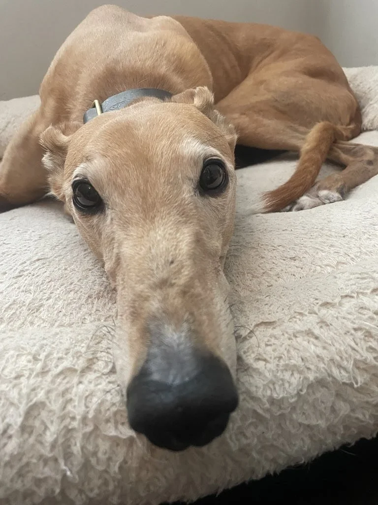 Meet Indy, a retired racing dog 🏇🐶 from FL who&rsquo;s traded speed for snoozes. His new top speed? 1 mph 🤣. This adorable old man helps us slow down and enjoy life 🐶. We love seeing him every week. 💕 📸: @madslench @kavinton 

#welcometothecrew