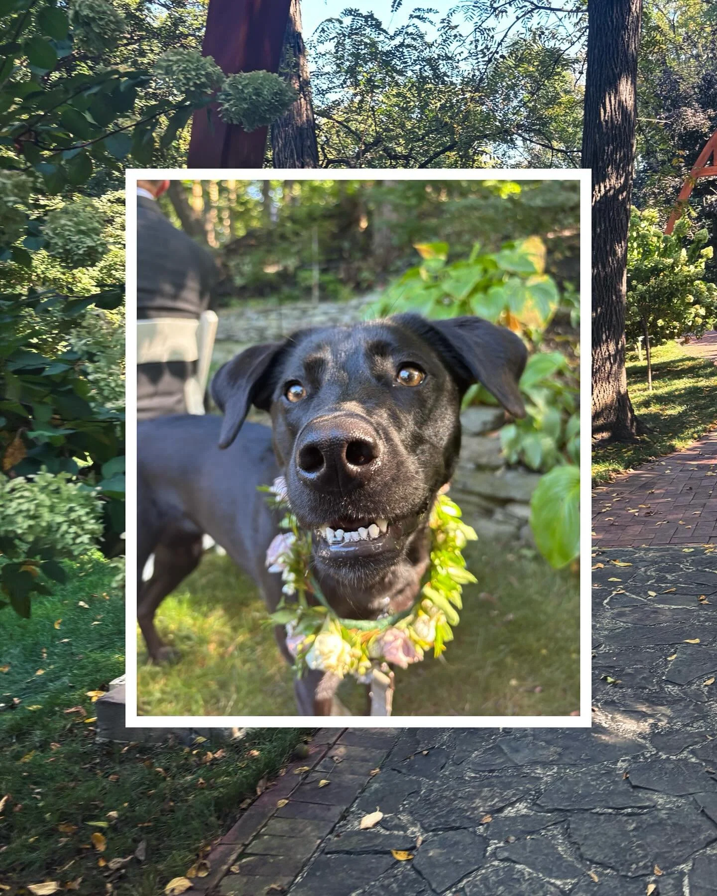 Party 🎉 Patty had the best time celebrating her humans' special day a few weeks ago 🥰. 

She loved being surrounded by her favorite people, posing for pics, and strutting down the aisle before the big vows. Patty got the party 🎉 started at cocktai