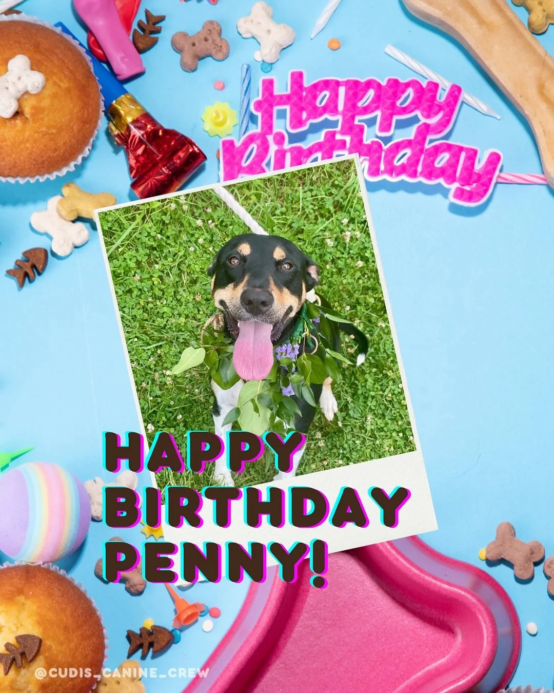 Happy October! Time to celebrate our furbabies of the month! 🎉🐶💕 I know these pups are about to be spoiled!! 🦴

Penny (4): October 6
Boomer (5): October 8
Indy (12): October 16
Archie (5): October 27