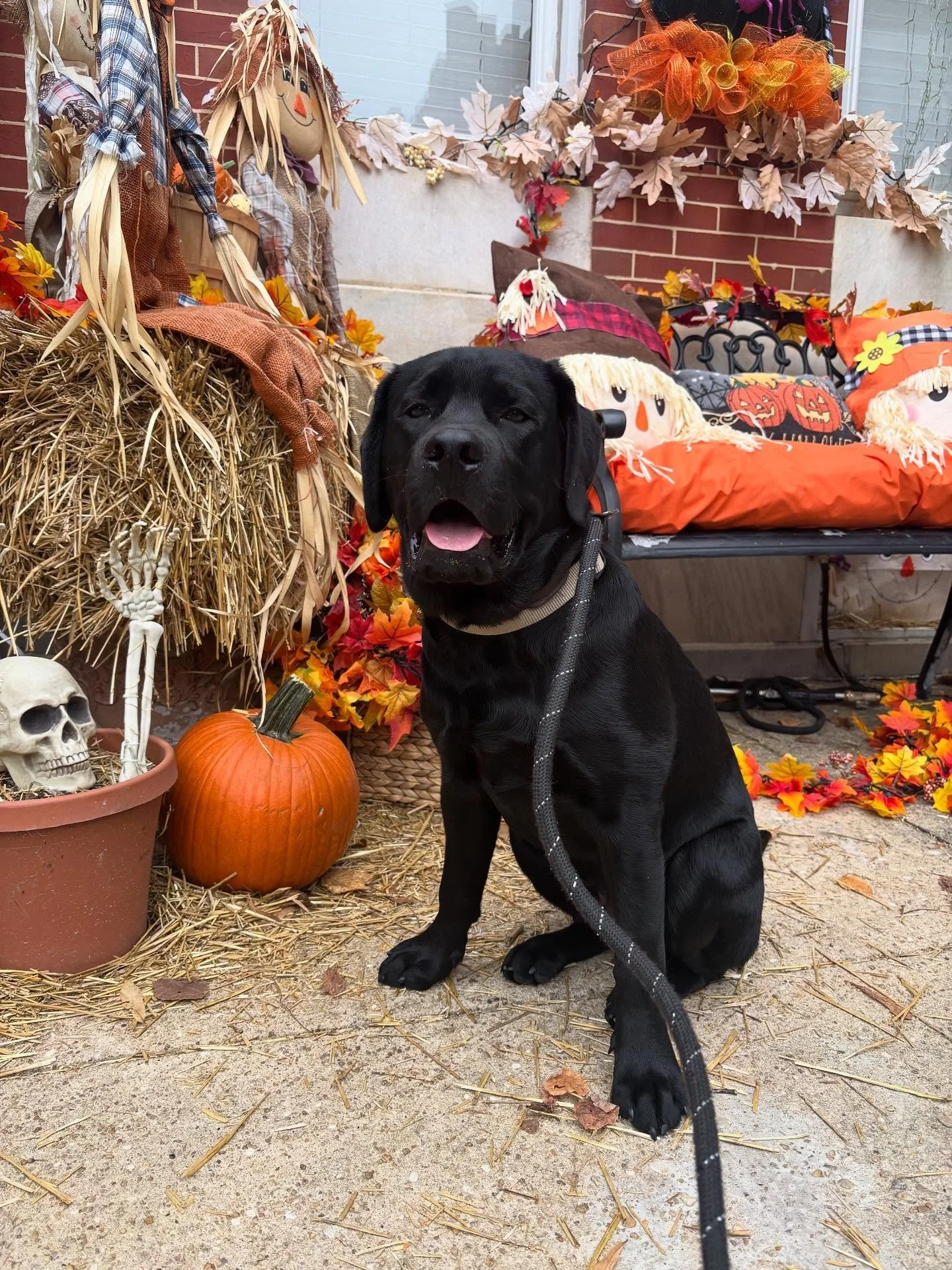Fall: the season we bribe your dogs to pose in front of all the fall and halloween decorations 😝🍂🐶🎃👻