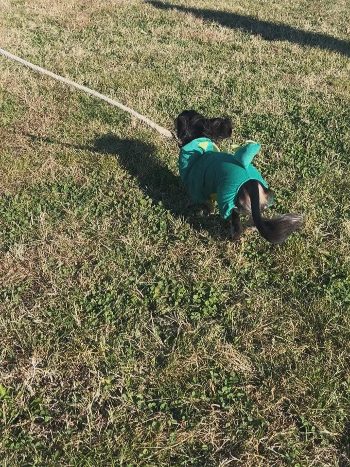 Attended the best event in the city yesterday! It was a beautiful fall day for BARCStoberfest 2025,  filled with amazing 🐶 (and 🐱) in Halloween costumes, fantastic local vendors to support, all while raising vital funds for BARCS. Huge thanks to ev