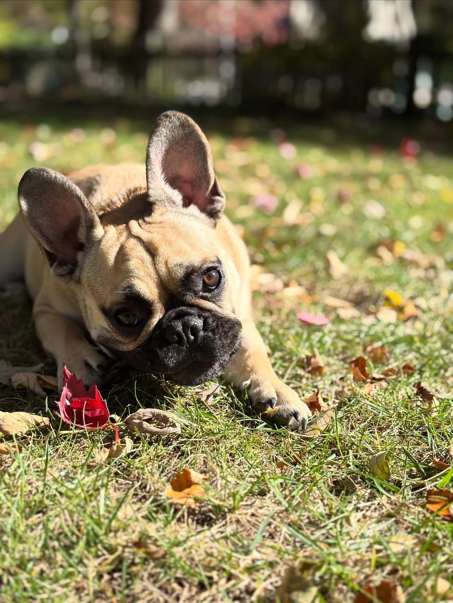 🚨Did you know Cudi&rsquo;s Crew is in the Roland Park/Homeland area every Tuesday&ndash;Thursday? It&rsquo;s been over a year since my first visit to Homeland Lakes, and I still fall in love with the neighborhood every time. 😍

This is Poppy &mdash