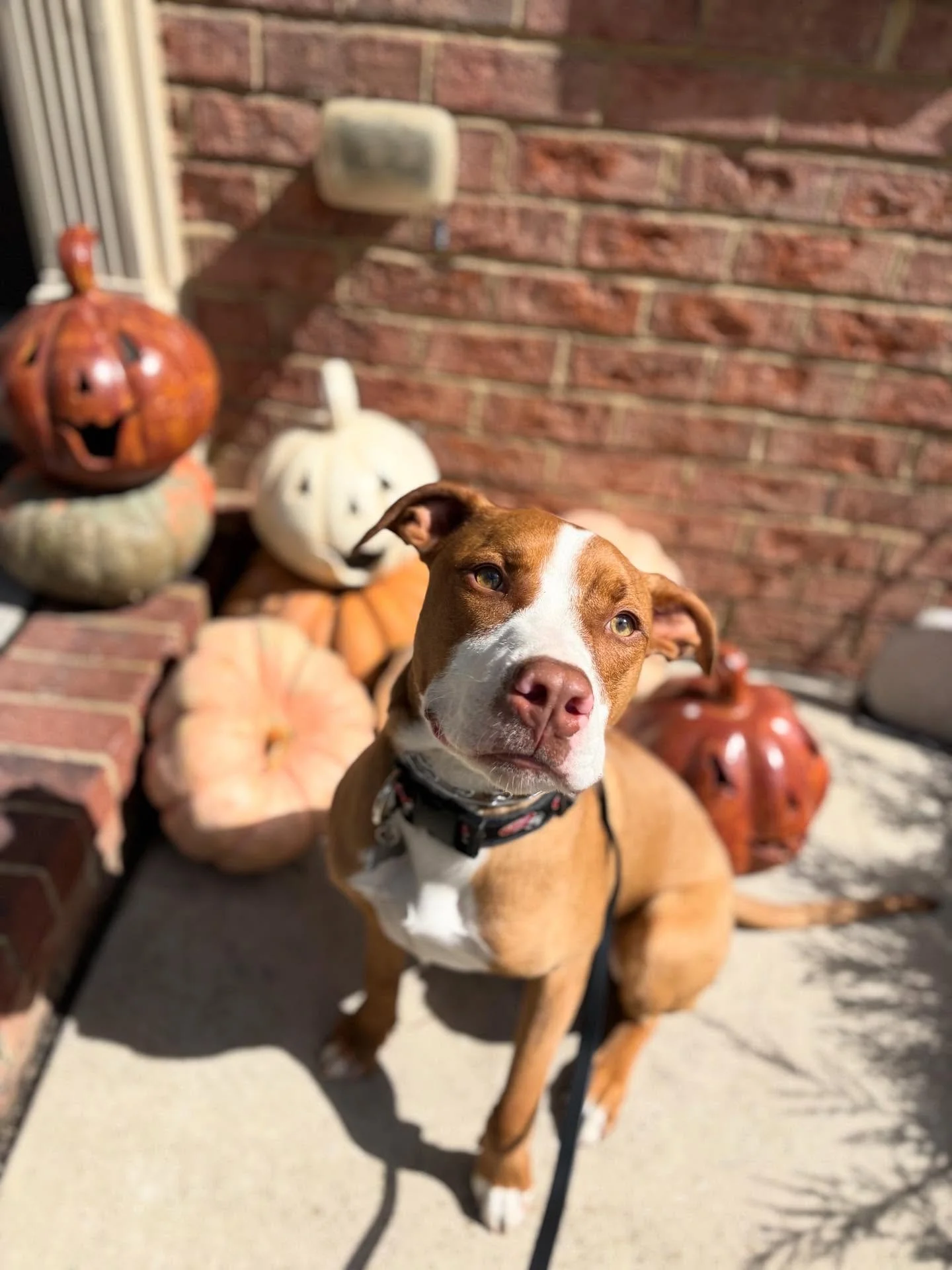 Introducing our newest goofball, Alfie! This silly sweetheart keeps me laughing every walk and I look forward to seeing this handsome face every week 🐾 Welcome to the Crew, Alfie!

- Kelley

#welcometothecrew #cudiscaninecrew #dogwalking #dogwalkers