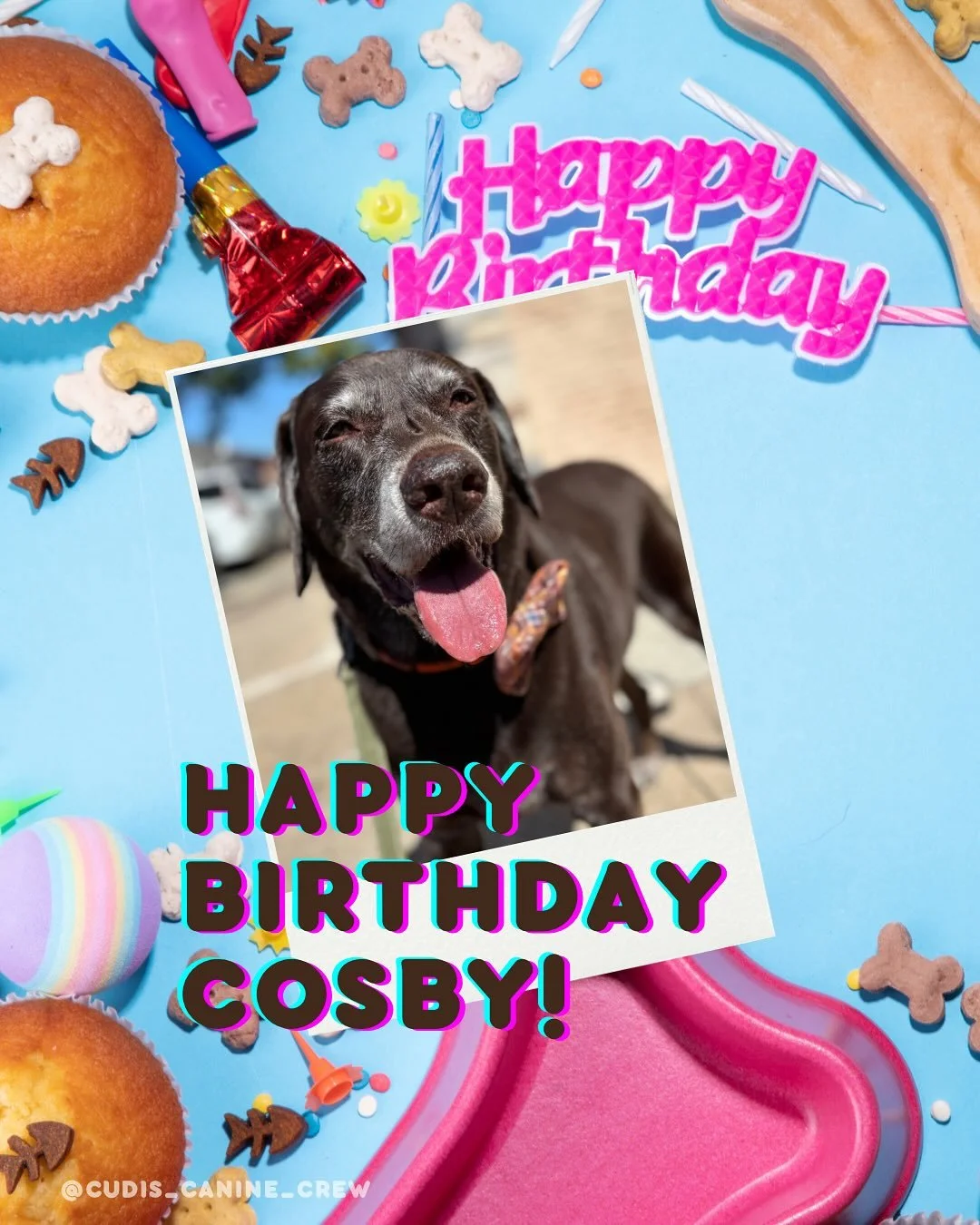 November's pup party is here! 🎉

Happy birthday to our furry friends who bring us so much joy with their kisses and smiles! ☺️ We love you!

- Kelley, Madison, Amanda (and Cudi)

Cosby (13): Nov 4
Nando (5): Nov 4
Birdie (5): Nov 6
Ivy (2): Nov 10
B