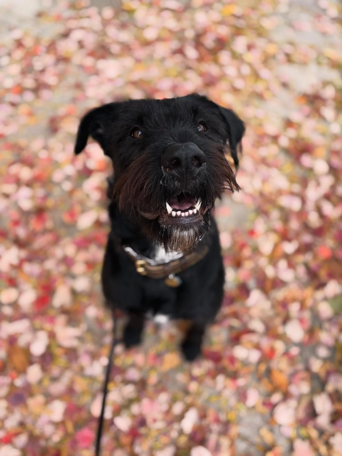 Isla knows how to work the 📸 💕
This pretty girl gives the best hugs, always has a smile on her face, and will pose in front of anything for a treat 😝 I love our weekly walks together and look forward to our upcoming sleepover together 🫶🏼

- Kell