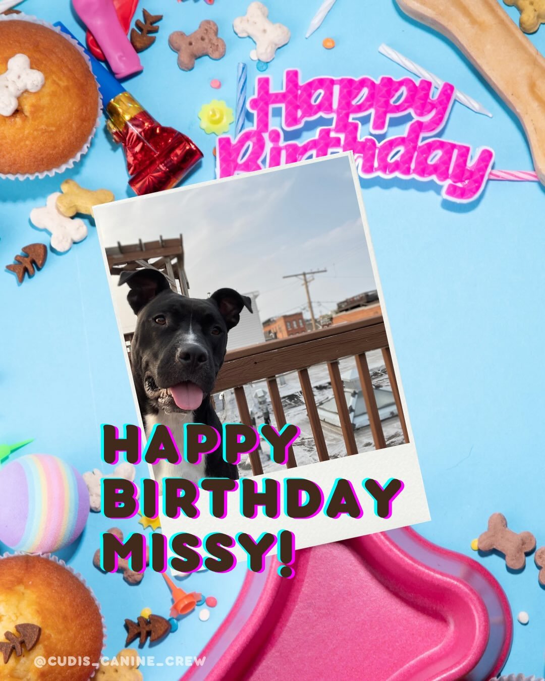 Wrapping up the year with our December pups! ❄️⛄️🎉 Our winter babies get all the cozy cuddles and celebration walks this month &mdash; thanks for letting us love on your furbabies all year long. 🐶

Missy (4): December 2
Sage (7): December 9
Brody (