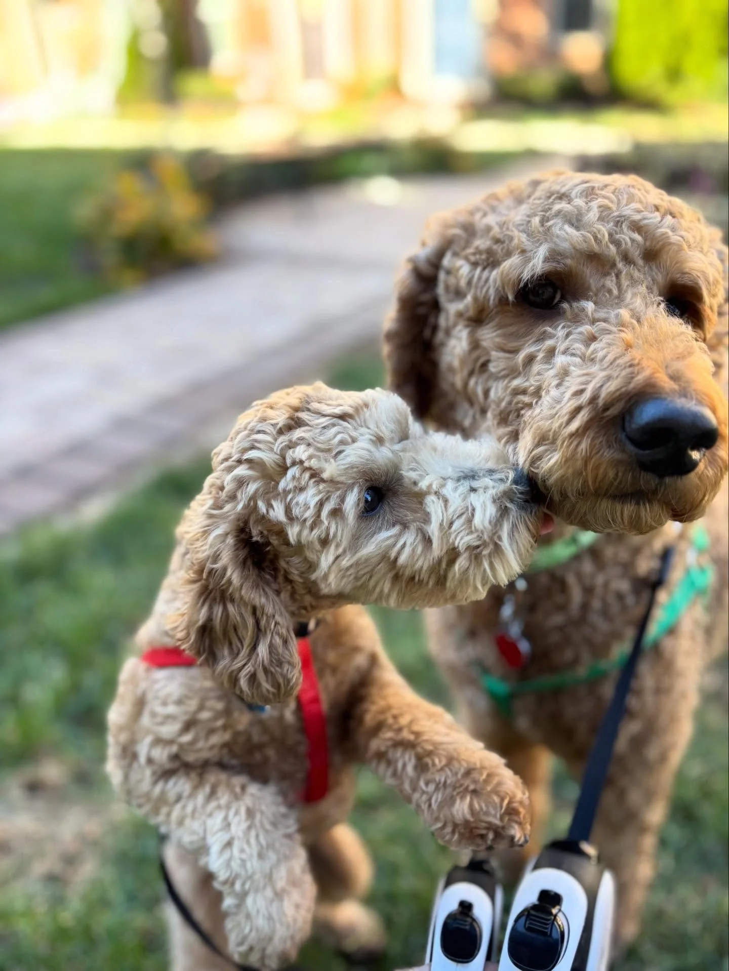 Nope, they can&rsquo;t be real! 😝 That&rsquo;s what I thought when I met Winston, the big bro who is a total sweetie, and Milo, the tiny terror in his teenage phase 😝. They&rsquo;ve been nicknamed the &ldquo;stuffed animals&rdquo; 🧸🐶 here at Cudi