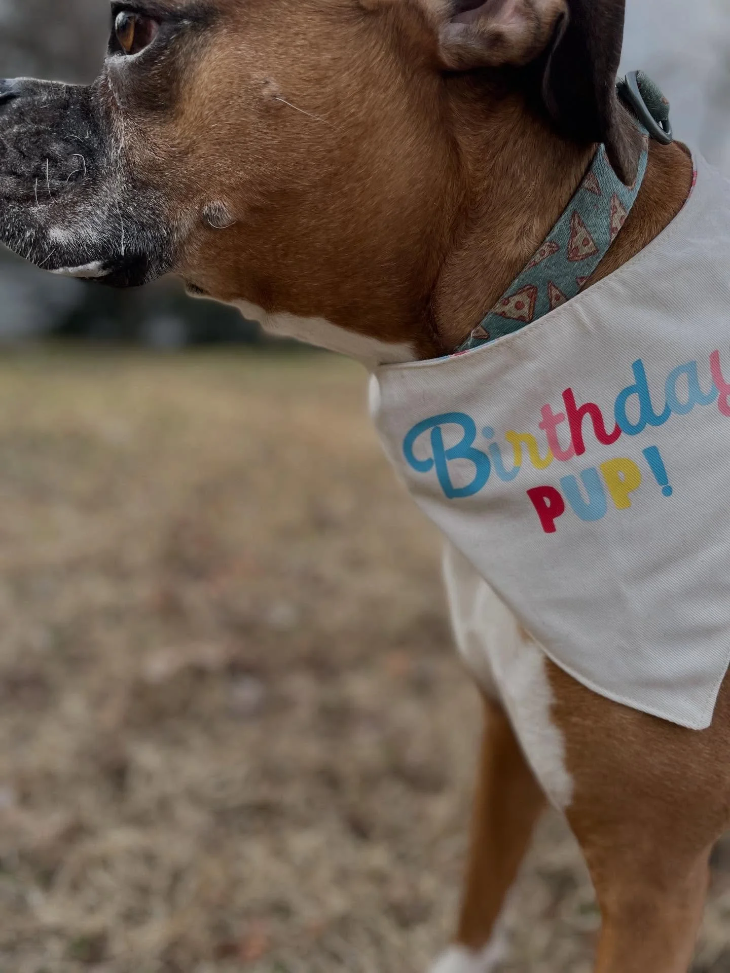 On this day, 11 years ago, my child was born 😭

Happy birthday, Cudi!! 🎉

The man behind Cudi&rsquo;s Canine Crew. A lover of all couches and pillows. The biggest baby and lap dog. A gentle old man. My soul dog. 

Thank you to Cudi&rsquo;s Crew for