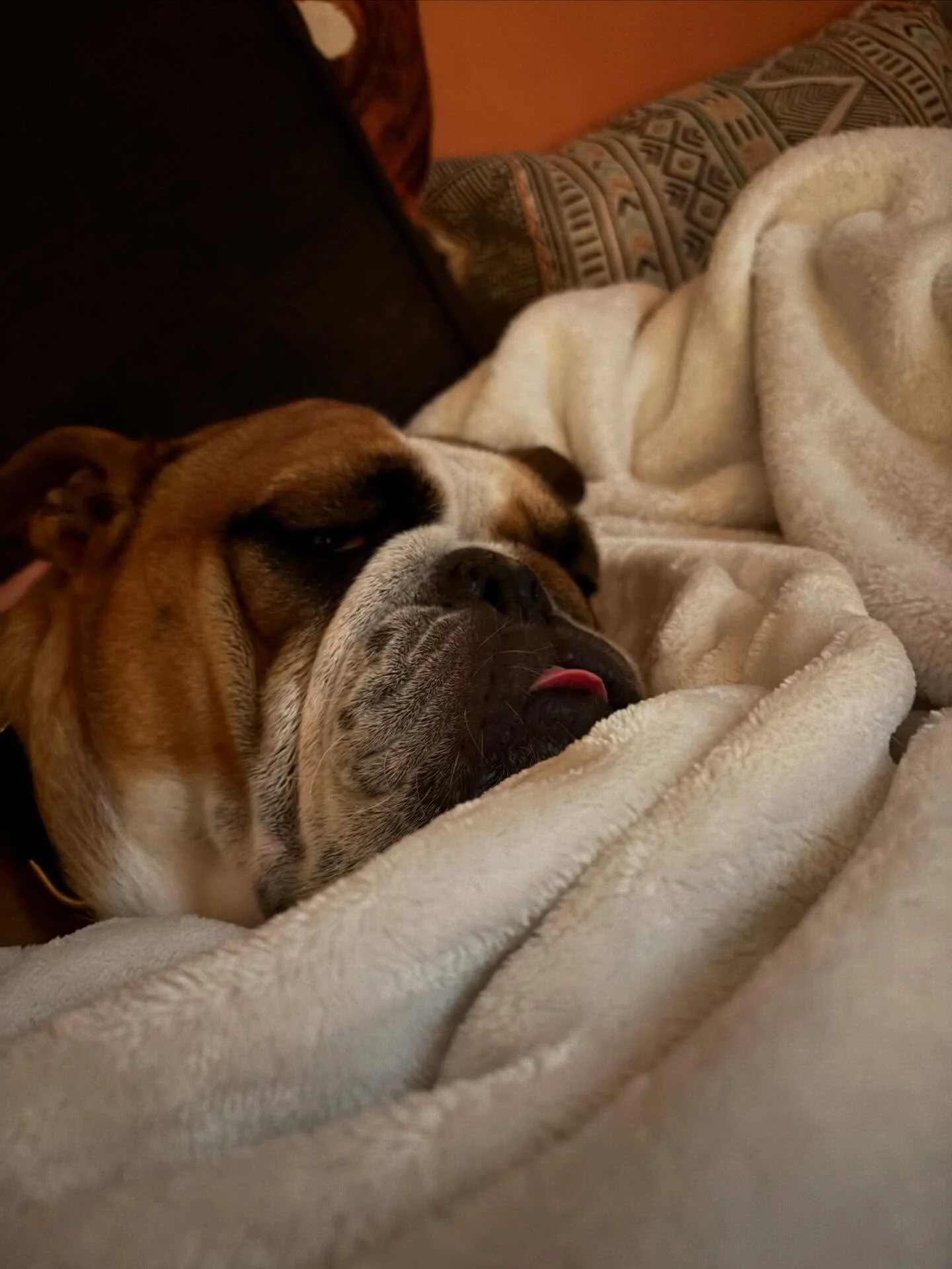 Our couch got a special visitor during the snow storm ❄️🐶

Glen, the cutest meatball, was a total blast. This playful pup went through every toy (and the basket), snored louder than Cudi 😴, cuddled like a pro, and enjoyed the ❄️ 

It was the perfec