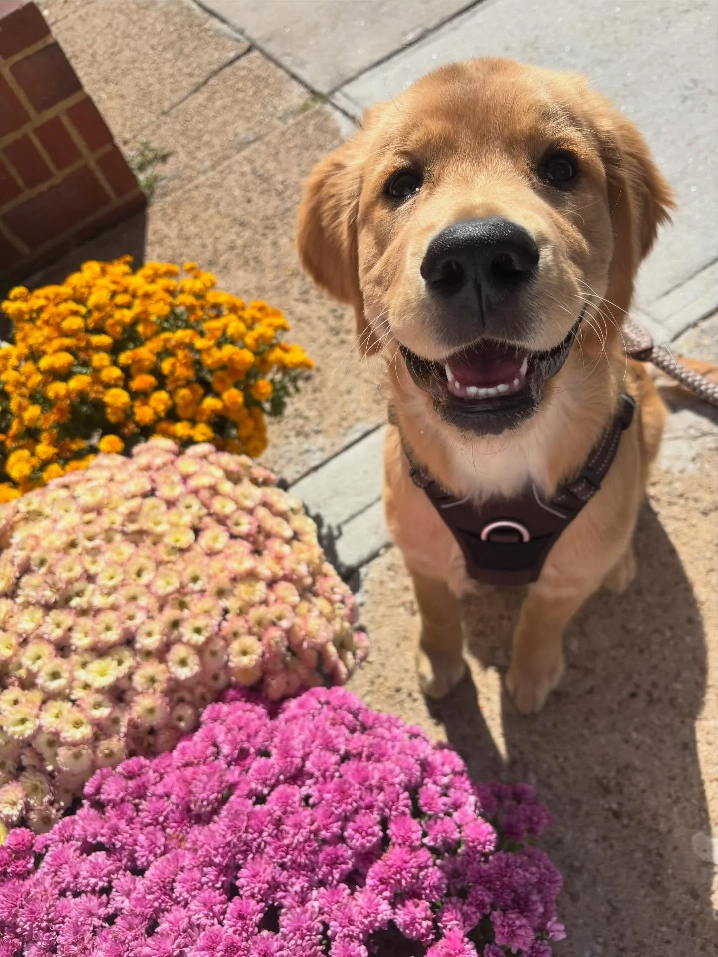 Swipe ⏩ to see this little pup grow into a big baby ☺️🐶

Introducing Cooper! One of Cudi&rsquo;s Canine Crew&rsquo;s newest pups 🙂 We love watching this crazy kid grow and learn each week. Thank you for all the smiles and laughs, you goof! 

#welco