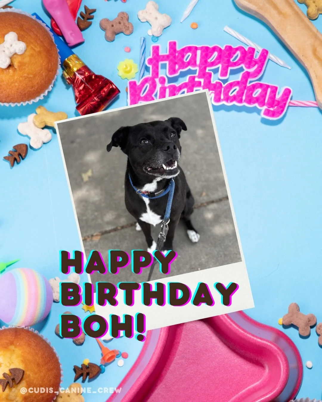 Happy birthday to our March furbabies! Proof that the best things bloom this time of year. 💜🌷🐾

- Boh (6): March 3
- Chipotle (7): March 11
- Rosco (6): March 11
- Arlo (6): March 20
- Bonnie (4): March 22
- Topper (4): March 28