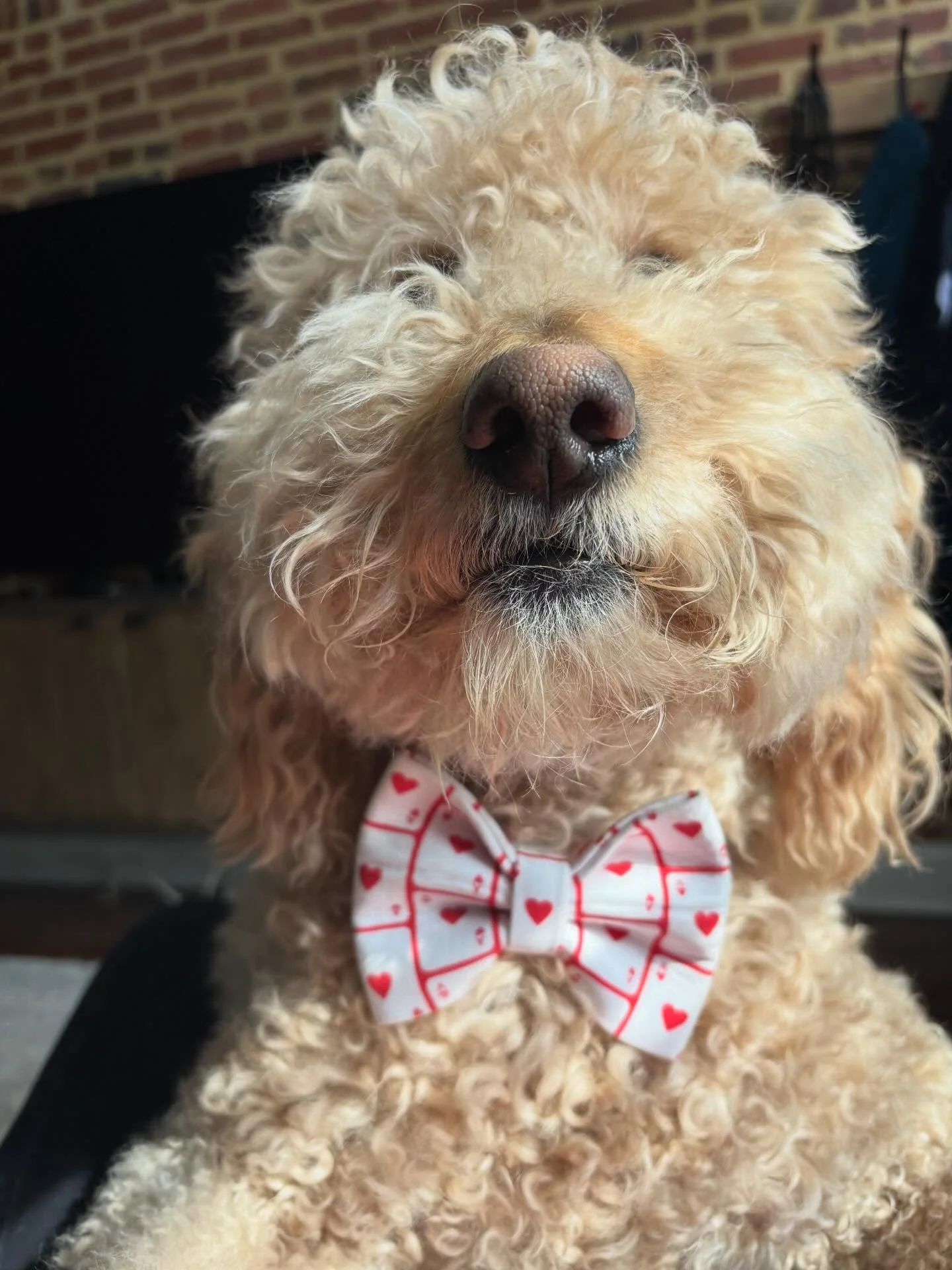 Meet Bandit, a bandana and bow tie connoisseur, who gives the best hugs and kisses 😘 This charmer is all smiles when Cudi&rsquo;s Canine Crew comes over. 🐶💕

#welcometothecrew #cudiscaninecrew #baltimoredogwalker #baltimorepetcare #baltimorepups