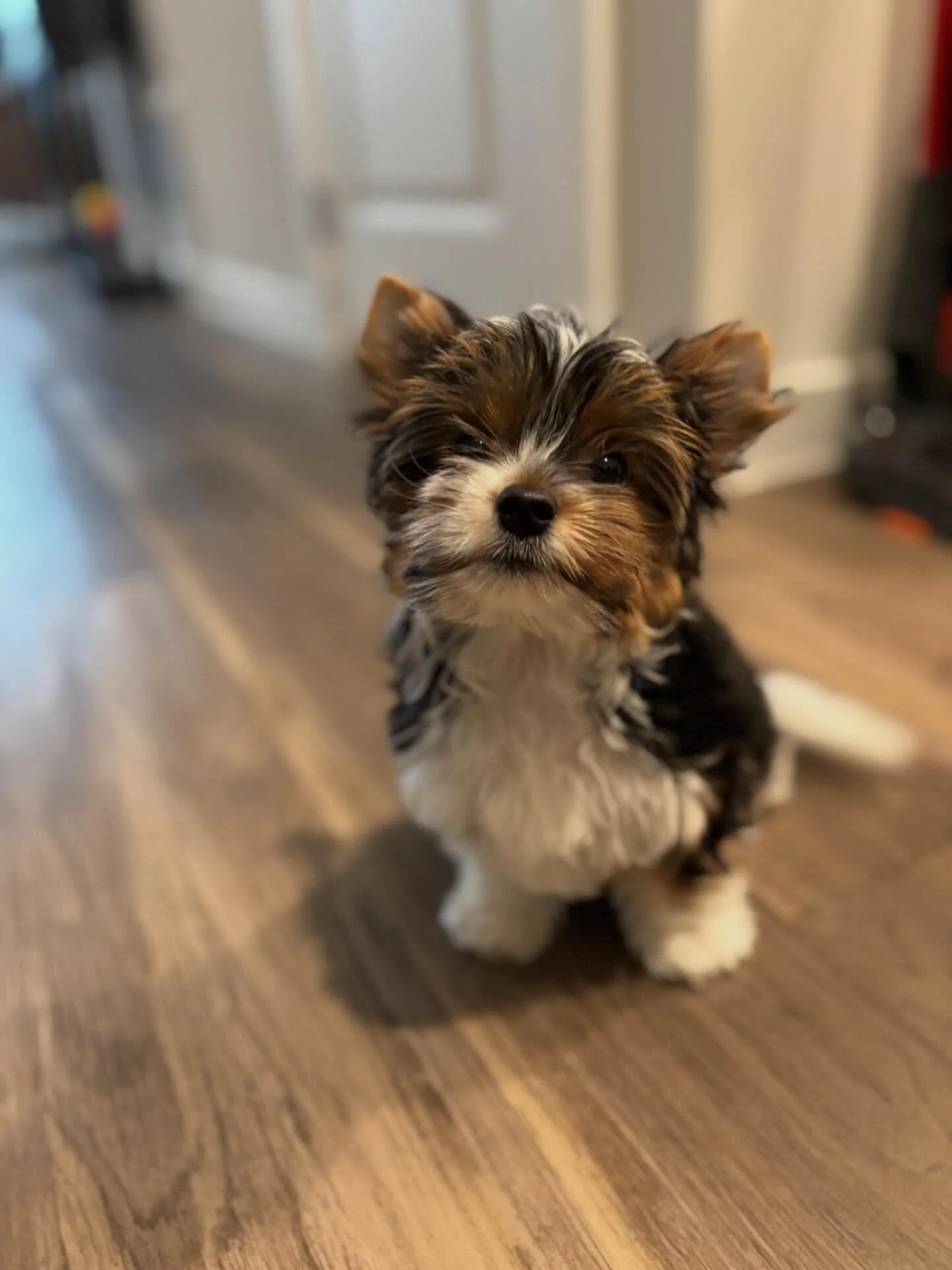 Meet the smallest member of Cudi&rsquo;s Canine Crew, Rocky! 🐶💪🏼 I love watching this little guy grow and learn new things every week. From playing with toys to exploring the outdoors, I&rsquo;m so proud of him! ❤️

- Kelley

#welcometothecrew #cu