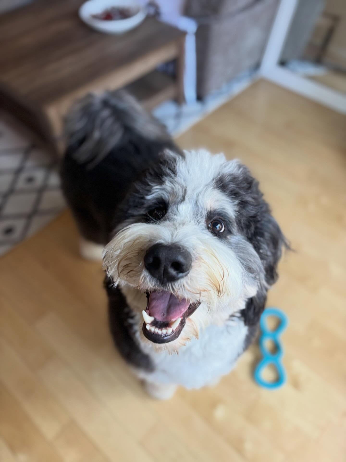 &ldquo;Hi, I&rsquo;m Boone 🐶 and smiling is my favorite&rdquo; 😃 
There is no such thing as a bad day with Boone!!This silly pup is the bestest boy. Thank you for making us laugh every week, we love you! 💕

#welcometothecrew #cudiscaninecrew #balt