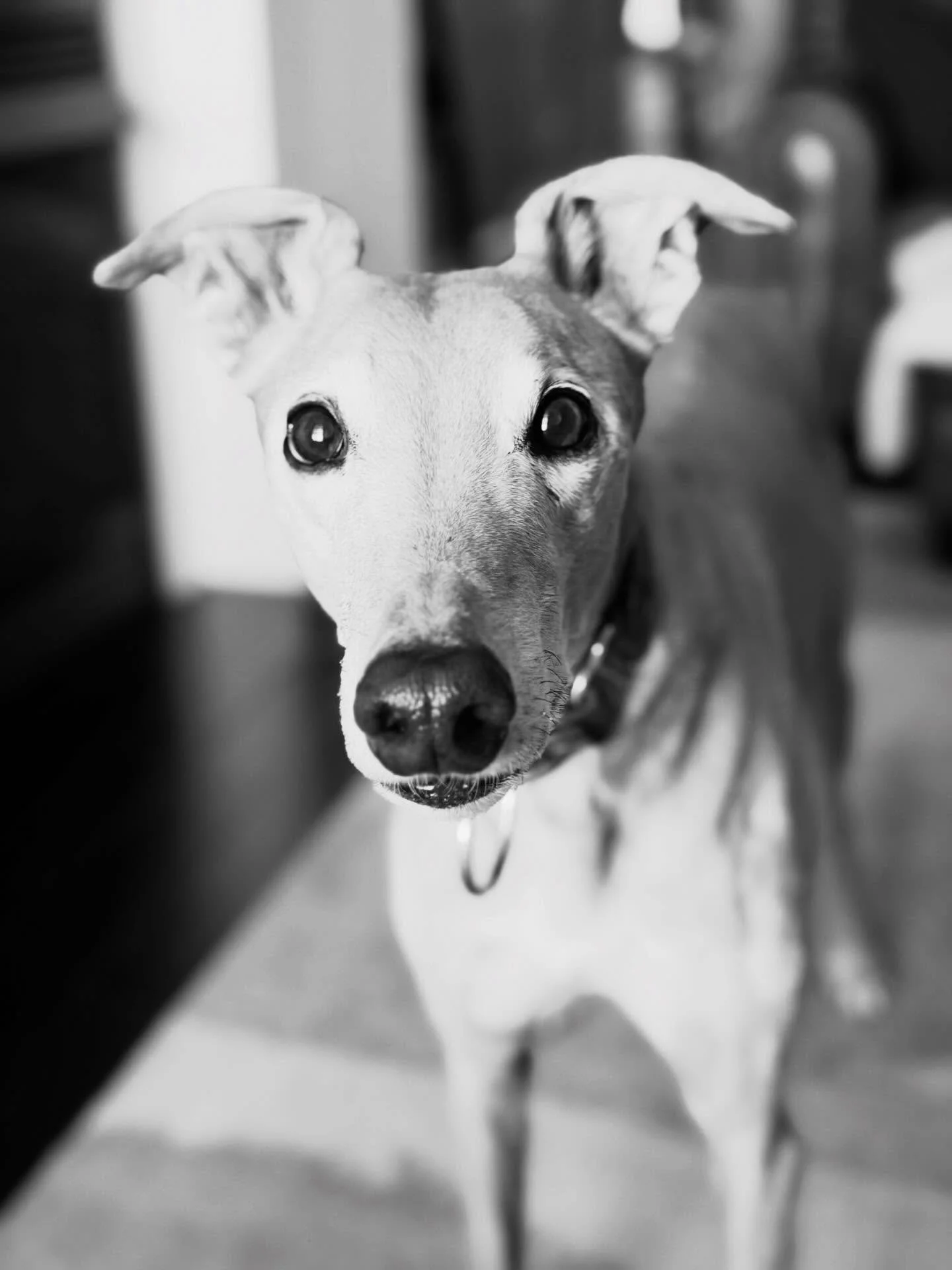 Our sweet Indy, &ldquo;The Mayor&rdquo;, may be gone but he'll never be forgotten. It's tough not seeing him for our weekly strolls 😞. His charm won hearts wherever he went 🥹. What a life he lived, spreading love wherever he roamed. Thank you for t