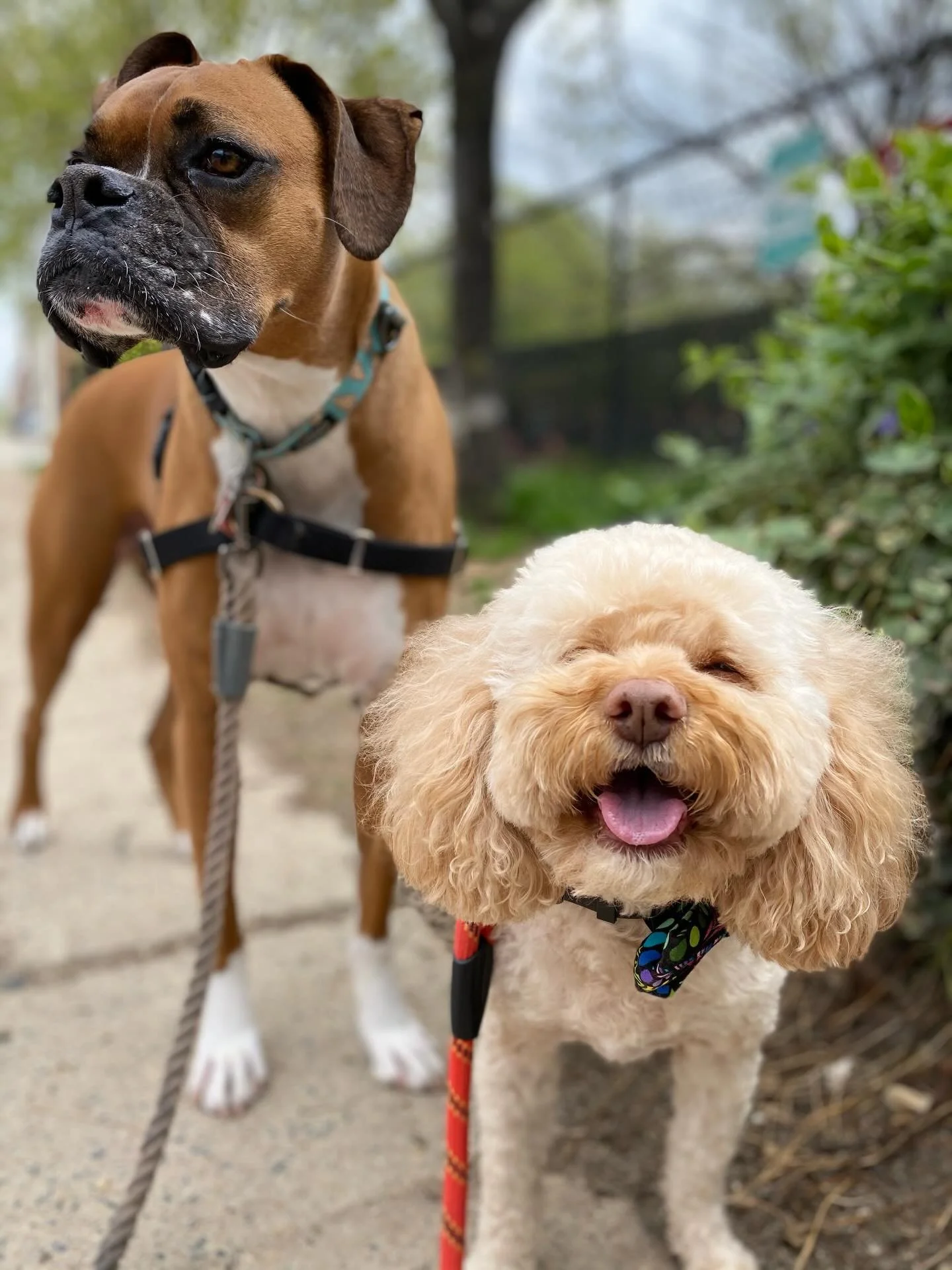From young pups to sweet old souls, Cudi and Banjo 🌈🪽🐶 have been in each other&rsquo;s lives without me even realizing it! 😃 No wonder these old guys were so comfortable around each other&hellip;

Look what I found from 2021 @kerry_a_newsome! Fro