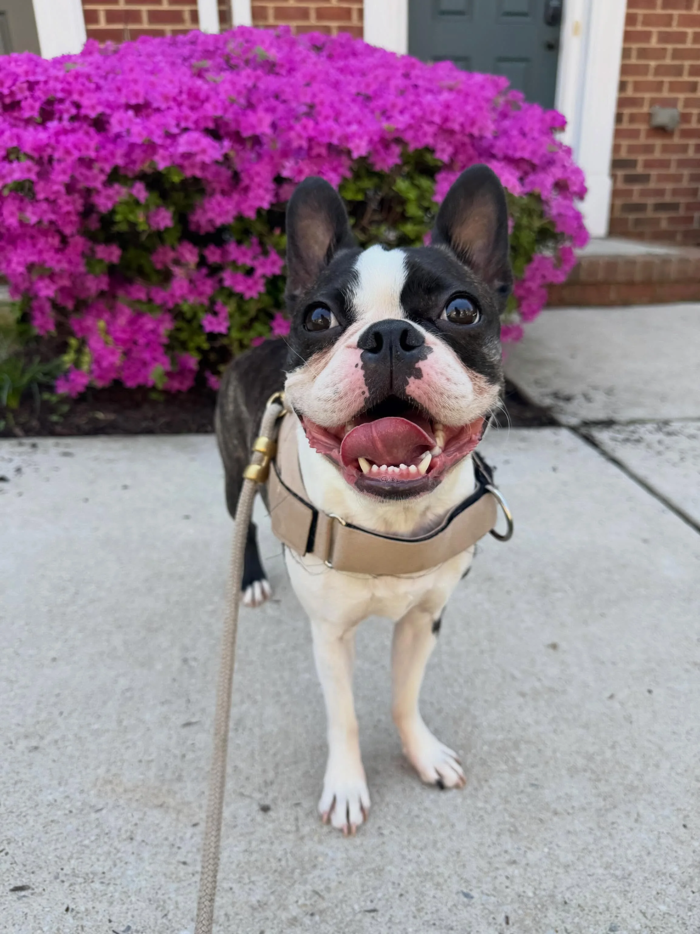 Spring has sprung (and so have our allergies) 🌷🌸🌼🐶 Enjoy some of our fav pictures from this spring so far! 

📸: @kavinton @madslench @erindelaney219 @abalcer 

#cudiscaninecrew #baltimorepetcare #baltimoredogwalker #petphotography