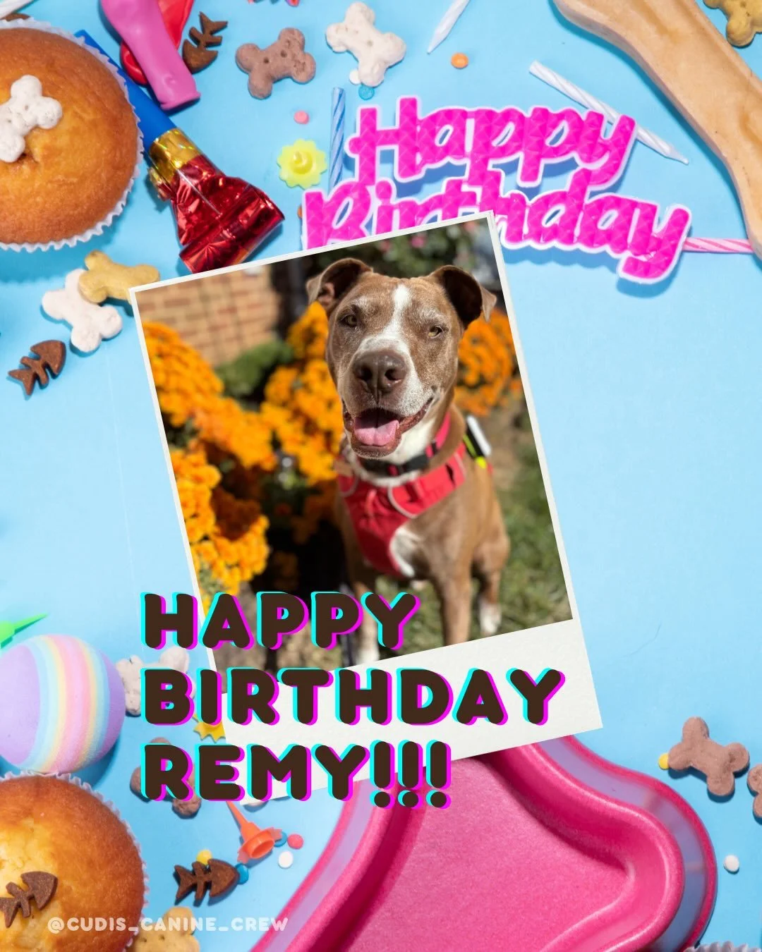 May babies, this one&rsquo;s for you 🌸🎂🐾
 
Happy Birthday to all of our sweet pups celebrating this month! From the zoomies to the sloppy kisses, you make every day brighter and we&rsquo;re so lucky to be part of your lives. Here&rsquo;s to extra 