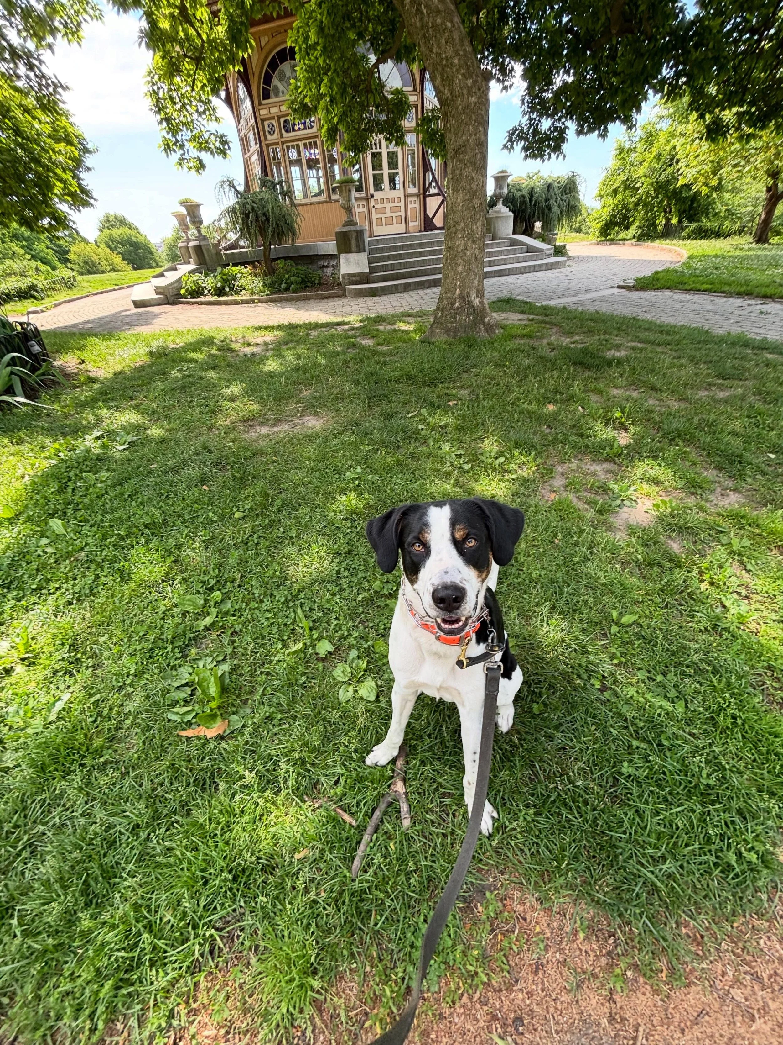 There&rsquo;s no such thing as a bad morning when Butchy is around 😊 This goofy guy is all smiles and makes every walk the highlight of our mornings! We&rsquo;re already obsessed &mdash; welcome to the crew, Butchy! 🐾

#welcometothecrew #cudiscanin