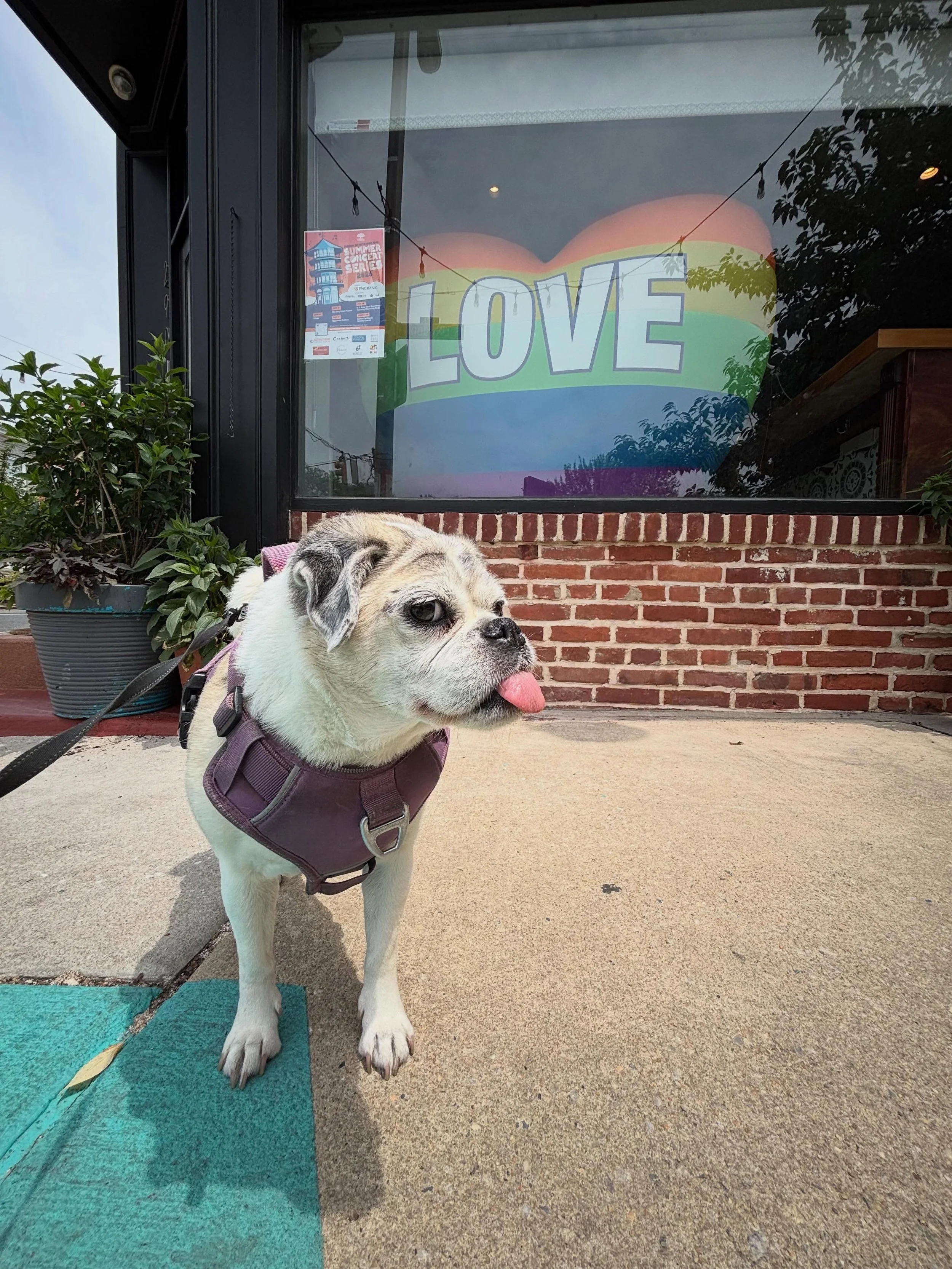 Daisy 🌼 would like to wish you all a Happy Pride🏳️&zwj;🌈 Month and sticks her tongue out to the haters! This girl loves to take her time sniffing and stopping traffic (literally - thank you to everyone who has waited for us 🤣). Thank you for remi
