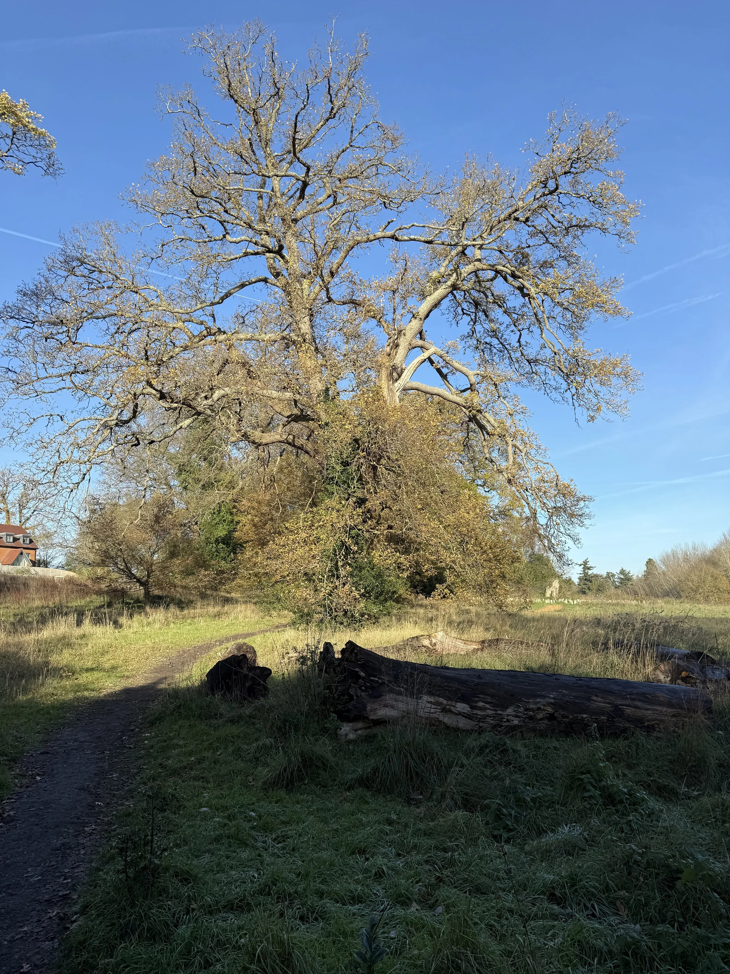 Walking coaching and being in the moment in a nature