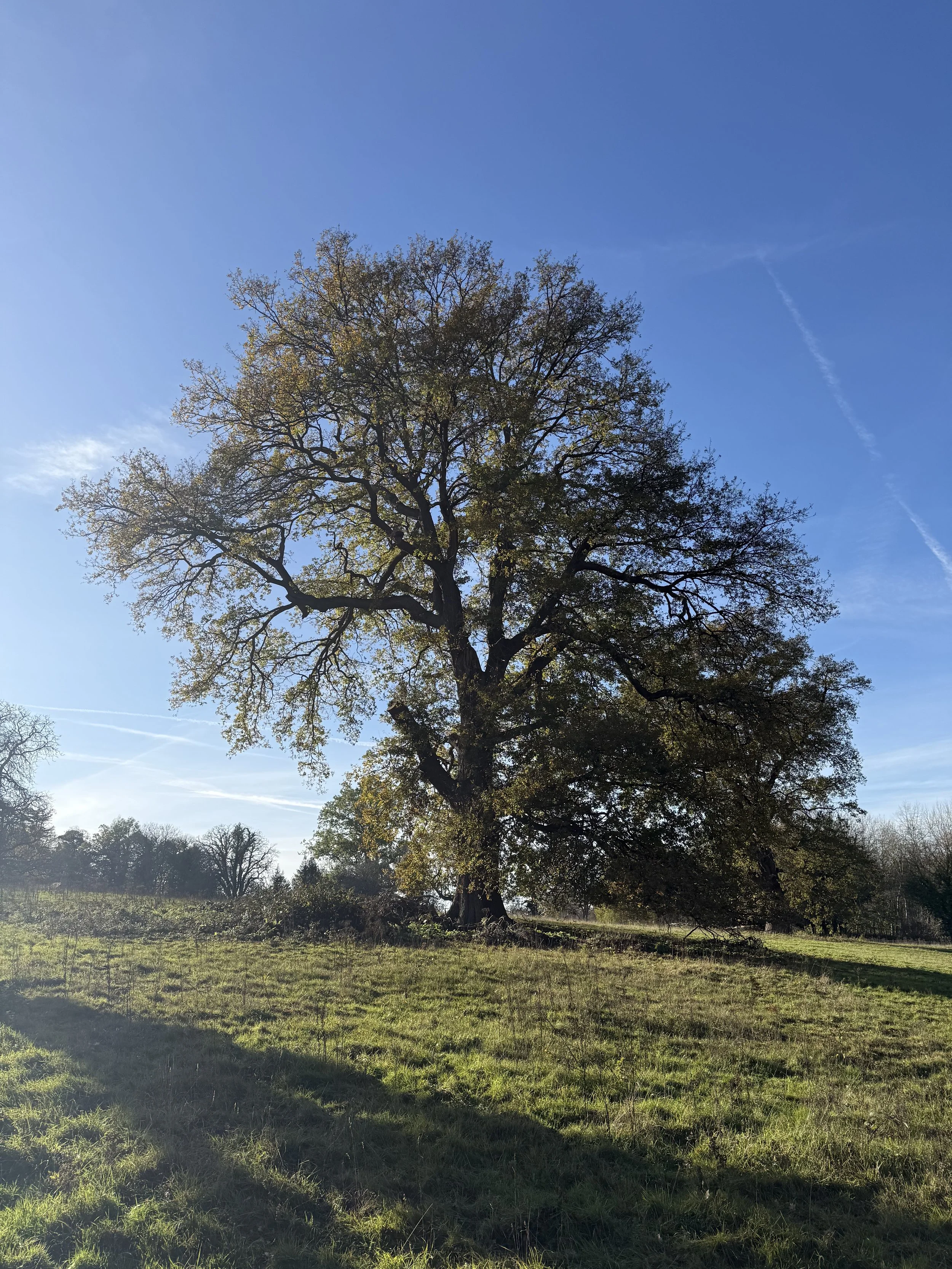 Walking coaching and being in the moment in a nature