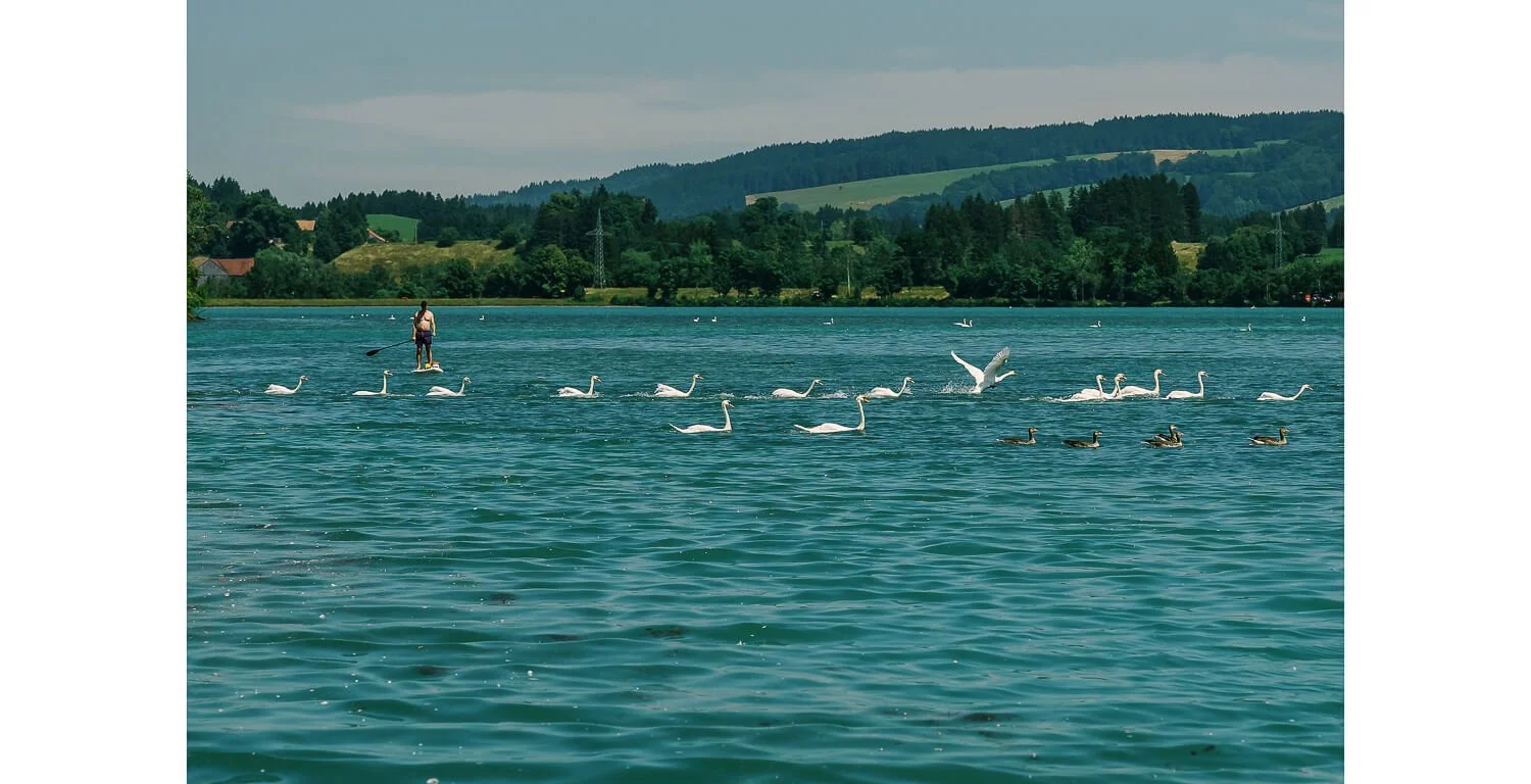 Schwäne auf dem See bei einer standesamtlichen Hochzeit auf dem Floß in Lechbruck am See