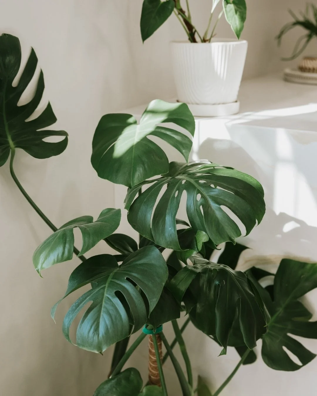 Spring is in the air and the salon is feeling extra fresh 🌿✨ Longer days, brighter light &amp; a space for you to u n w i n d