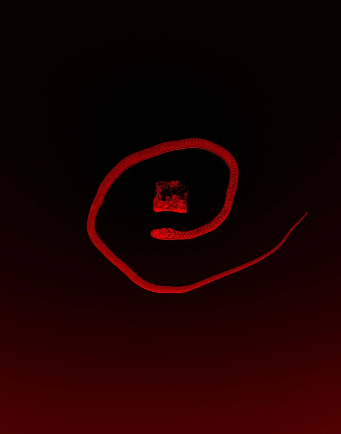 🐍🐈&zwj;⬛🖥️🎸🗑️