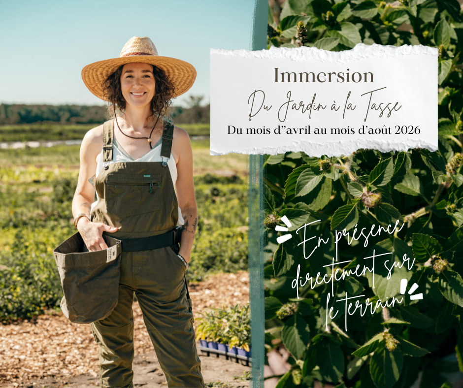 Immersion du Jardin à la Tasse