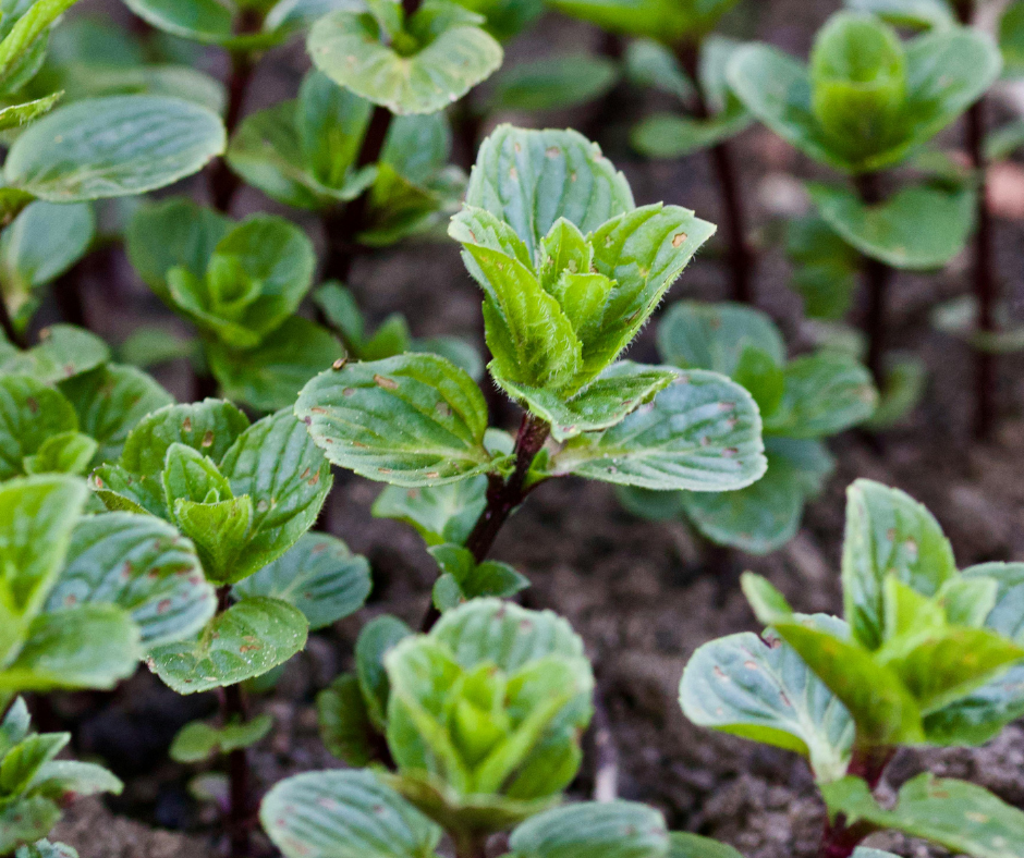 Immersion du Jardin à la Tasse
