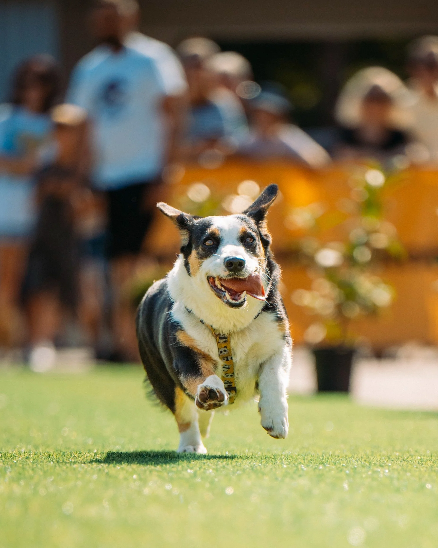 A happy dog running on grass during a dog event, with people watching in the background.