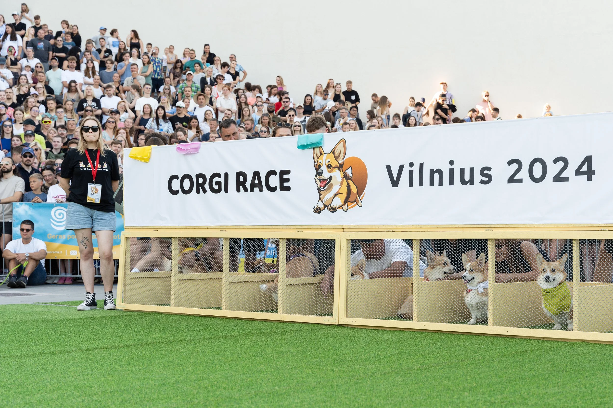 Corgi race event with a large crowd in attendance, featuring dogs behind a gate, ready to race, with a "Corgi Race Vilnius 2024" banner displayed prominently.