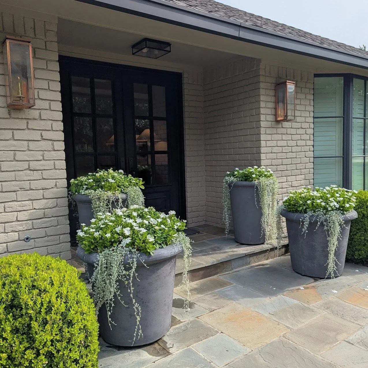 A pretty green and white classic renovation for this charming home in North Dallas.  The blooms held up nicely even in the heat of August Texas summer!

Landscape installation and maintenance by @cedarcrestgardenstx