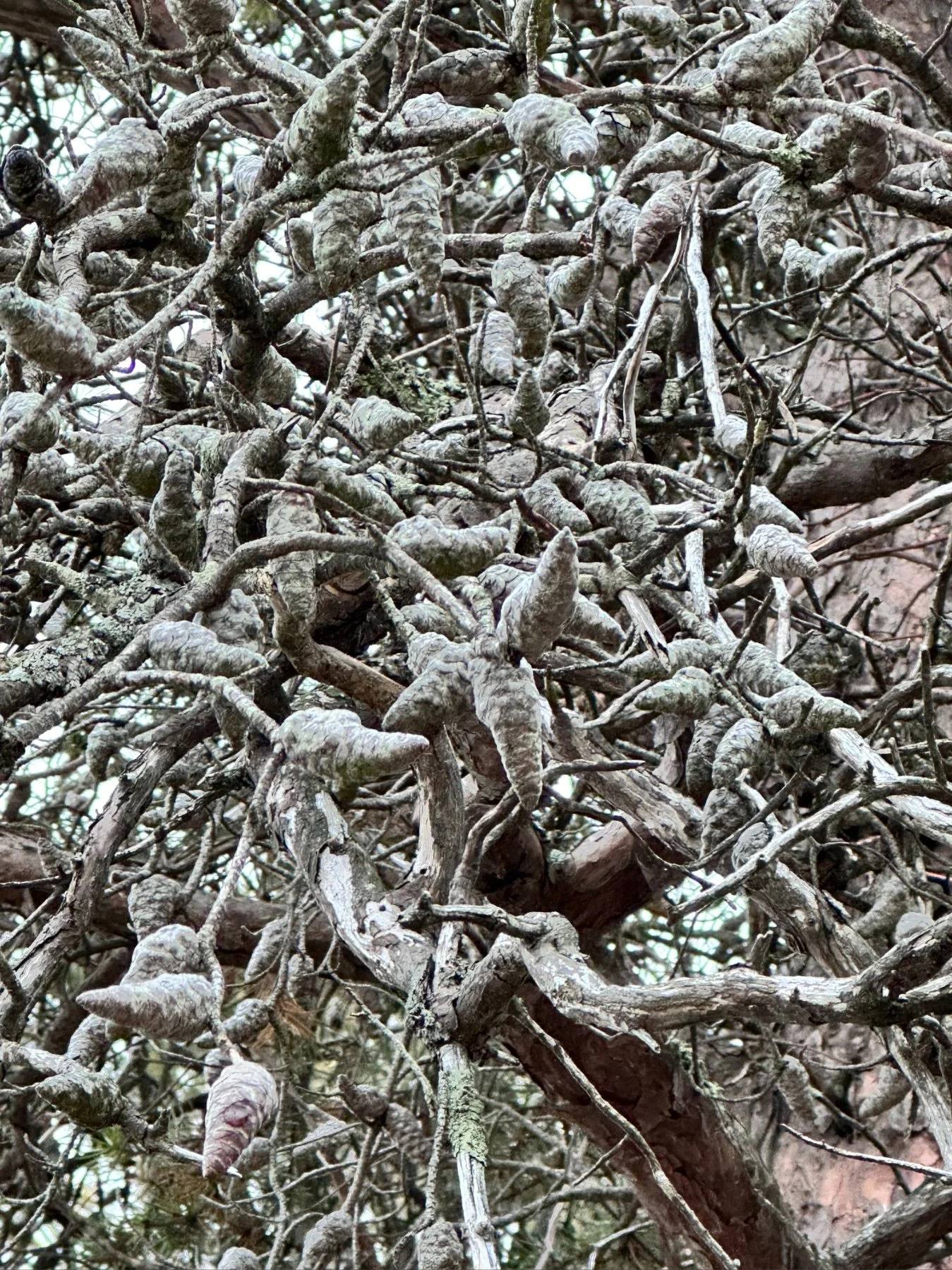 Red Pine Succombed (Learn more →) (Copy)