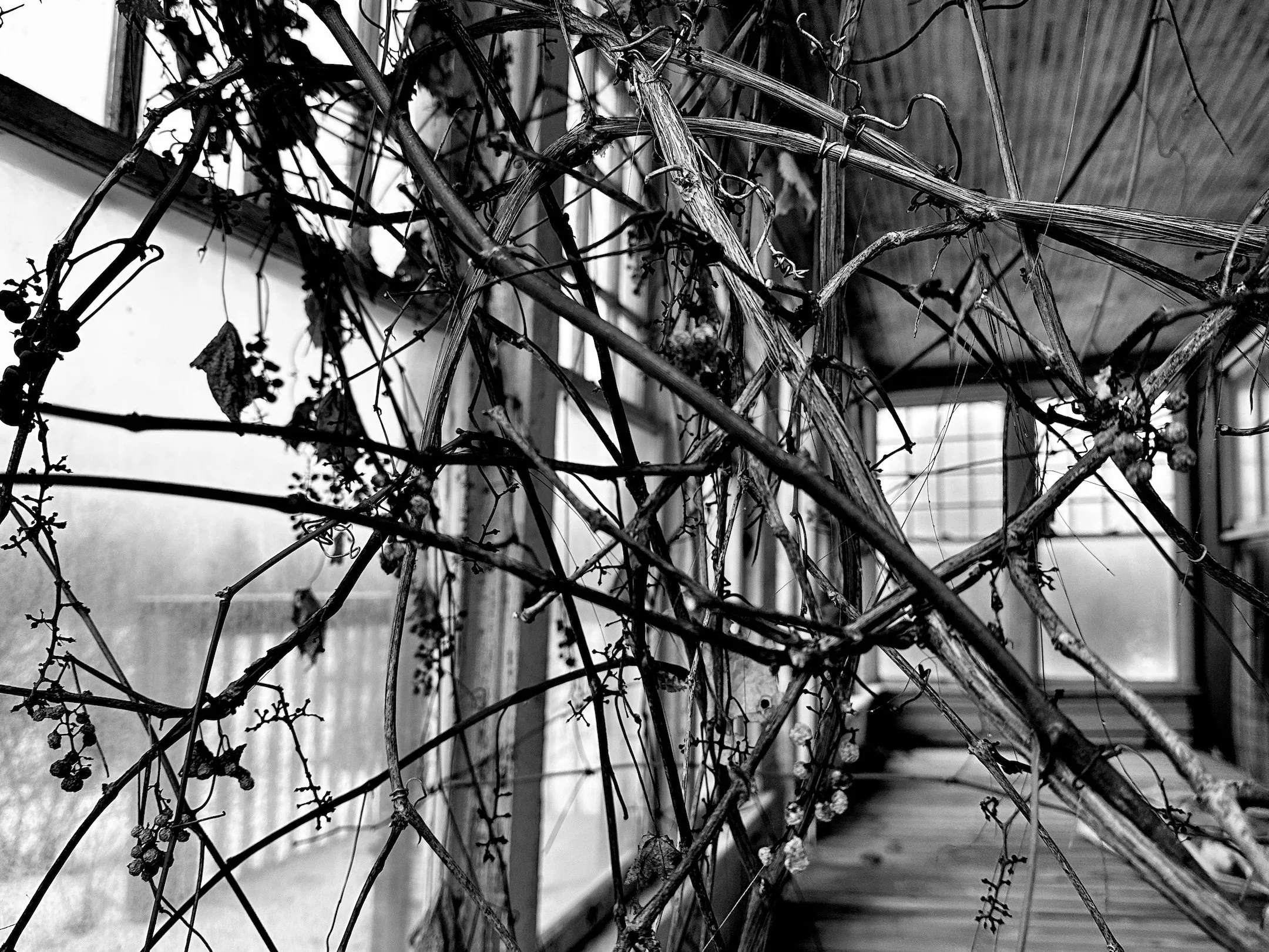 Tangled (Learn more →)