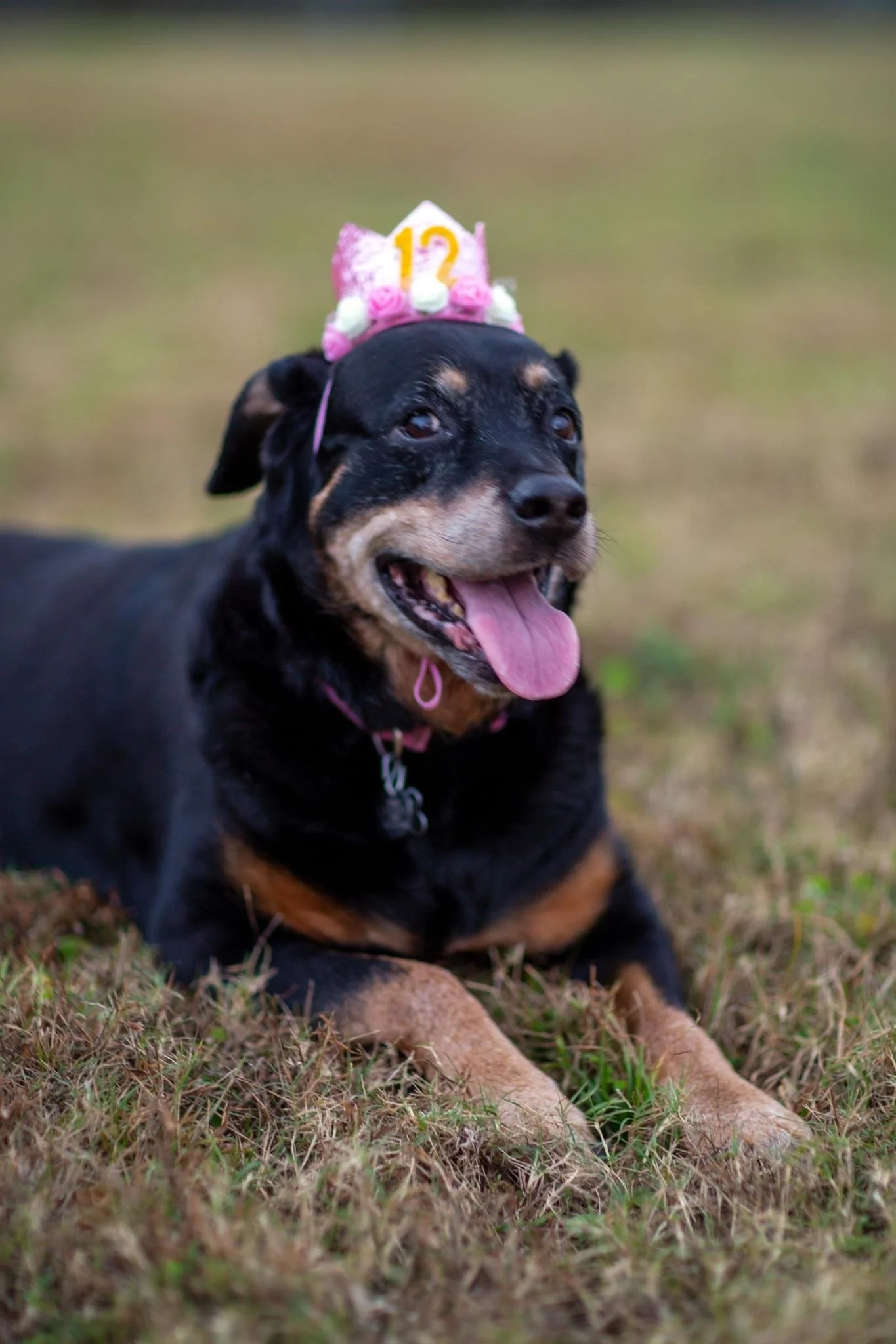 Rosie turns 12!