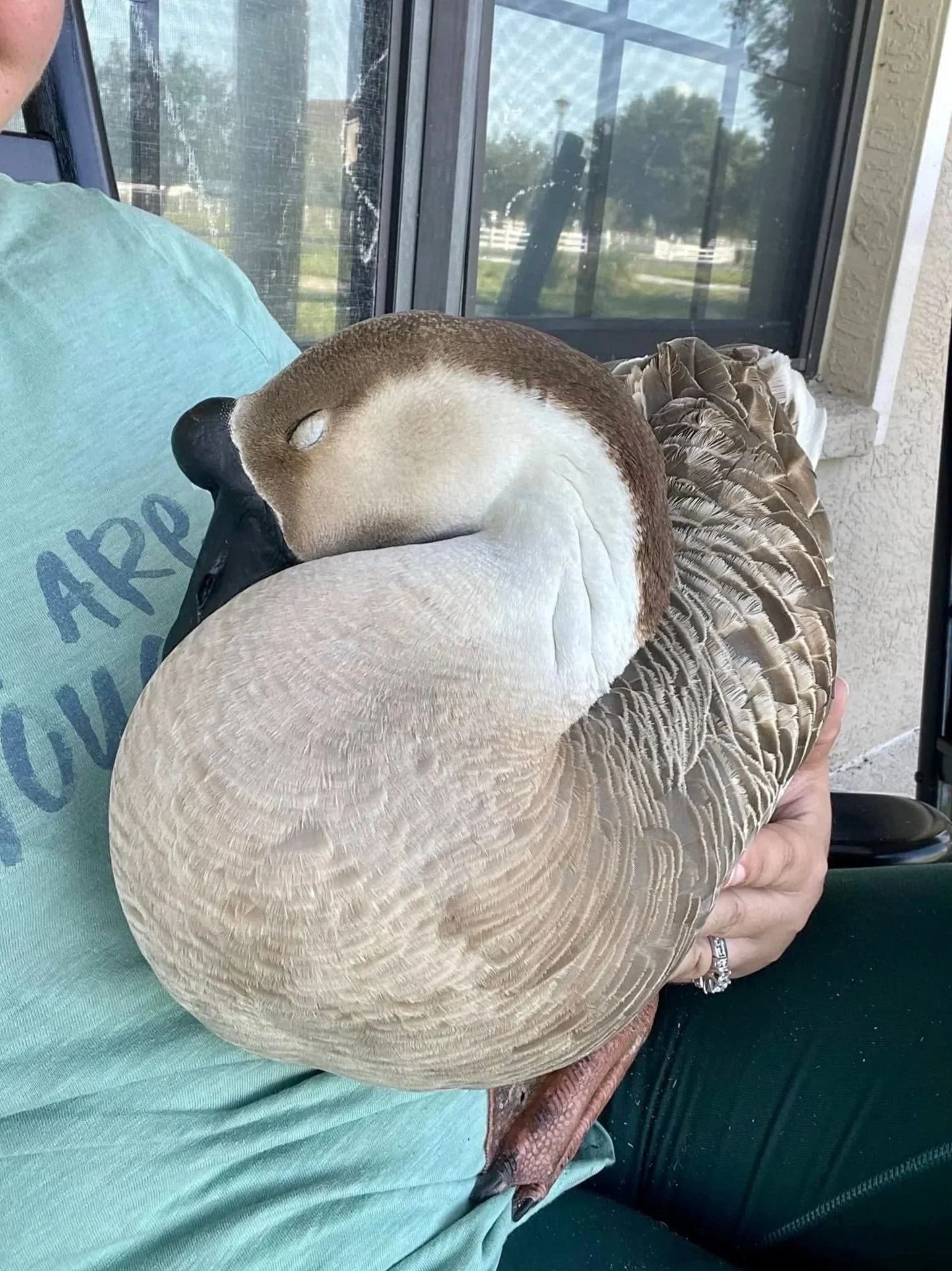 Darla takes a peaceful nap