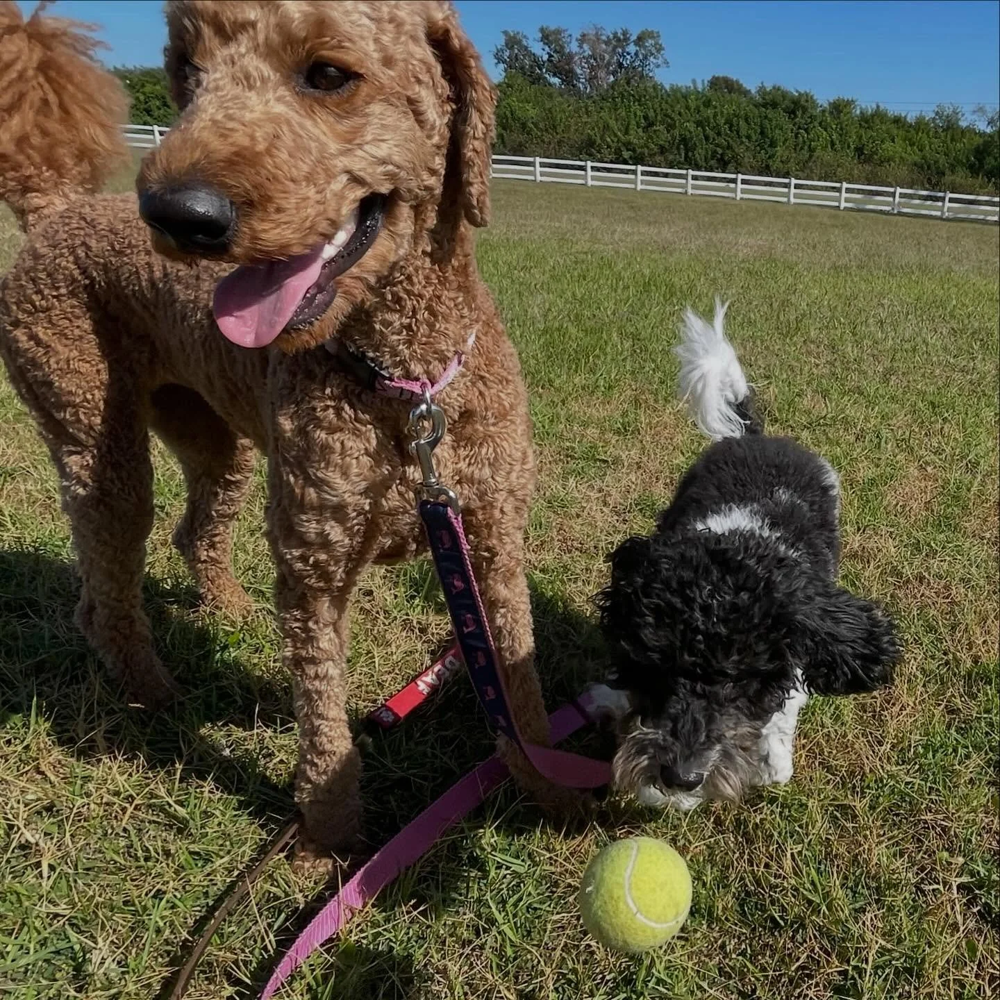 Scarlett and Calla play on leash outside