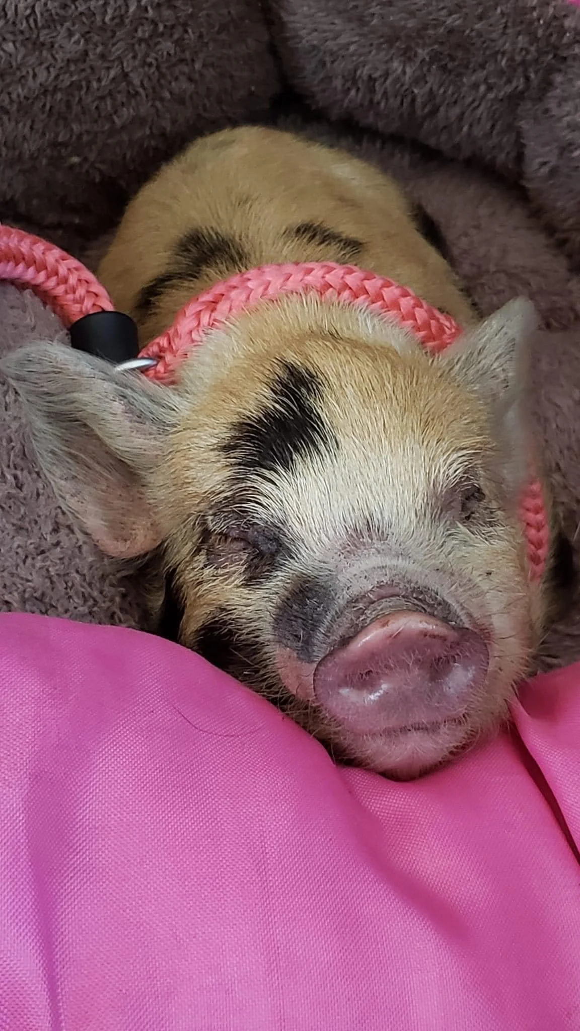 Lily Bean takes a nap