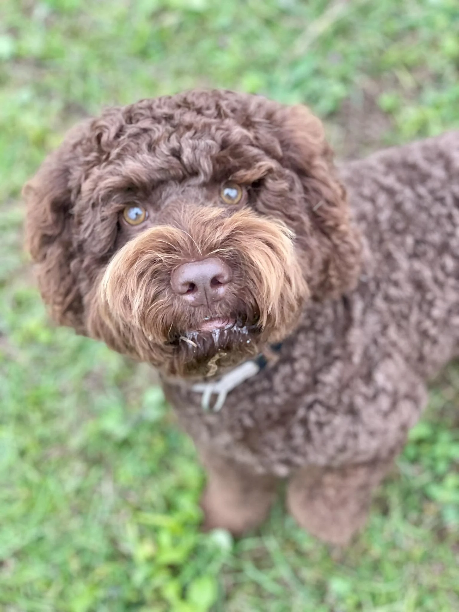 Zigmond waits for us to throw the ball