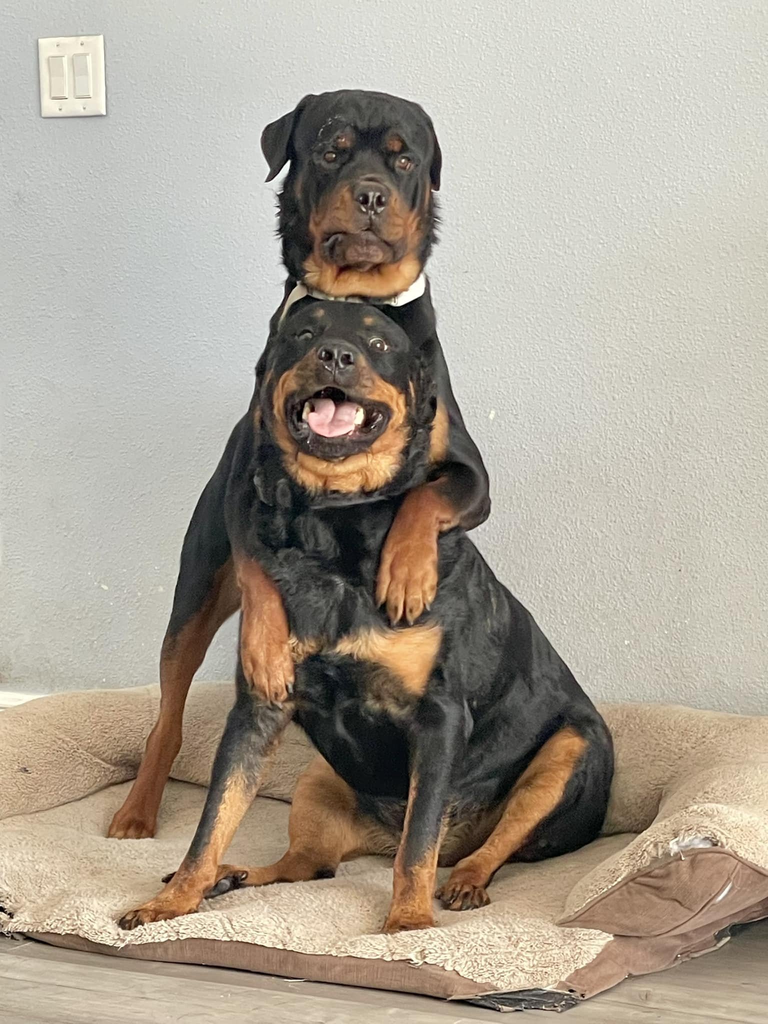 Tank and Ranger pose for a picture to send their owner during a drop-in visit