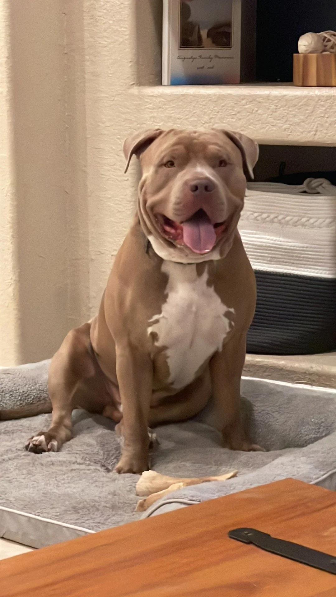 Buddy, the American Bully